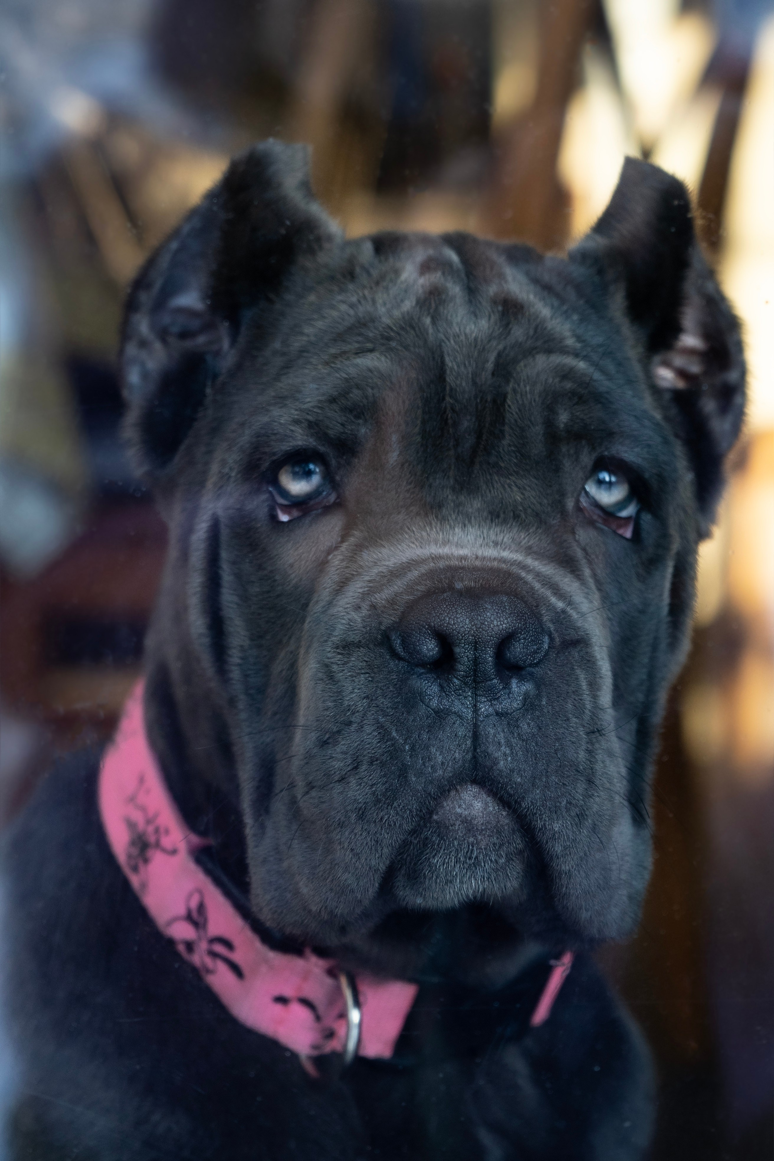 Фотосессии Пушистиков. Фотограф в Санкт-Петербурге Виктория Барышникова