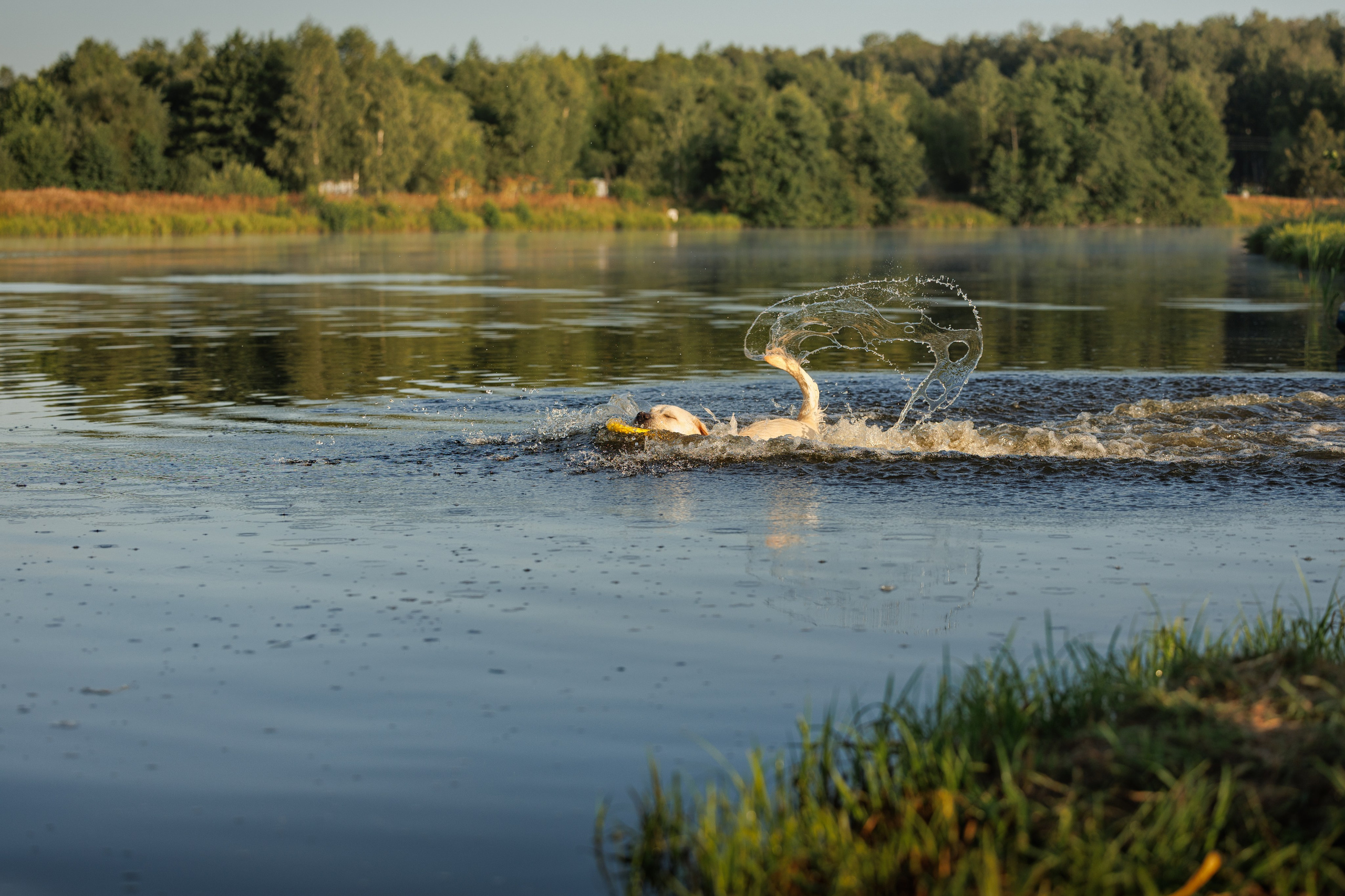 Портфолио: Фотосъёмка собак в Москве и области — авторские образы. Фотограф-анималист и бренд-фотограф в Москве | Фотография собак, людей, бизнес-портрет
