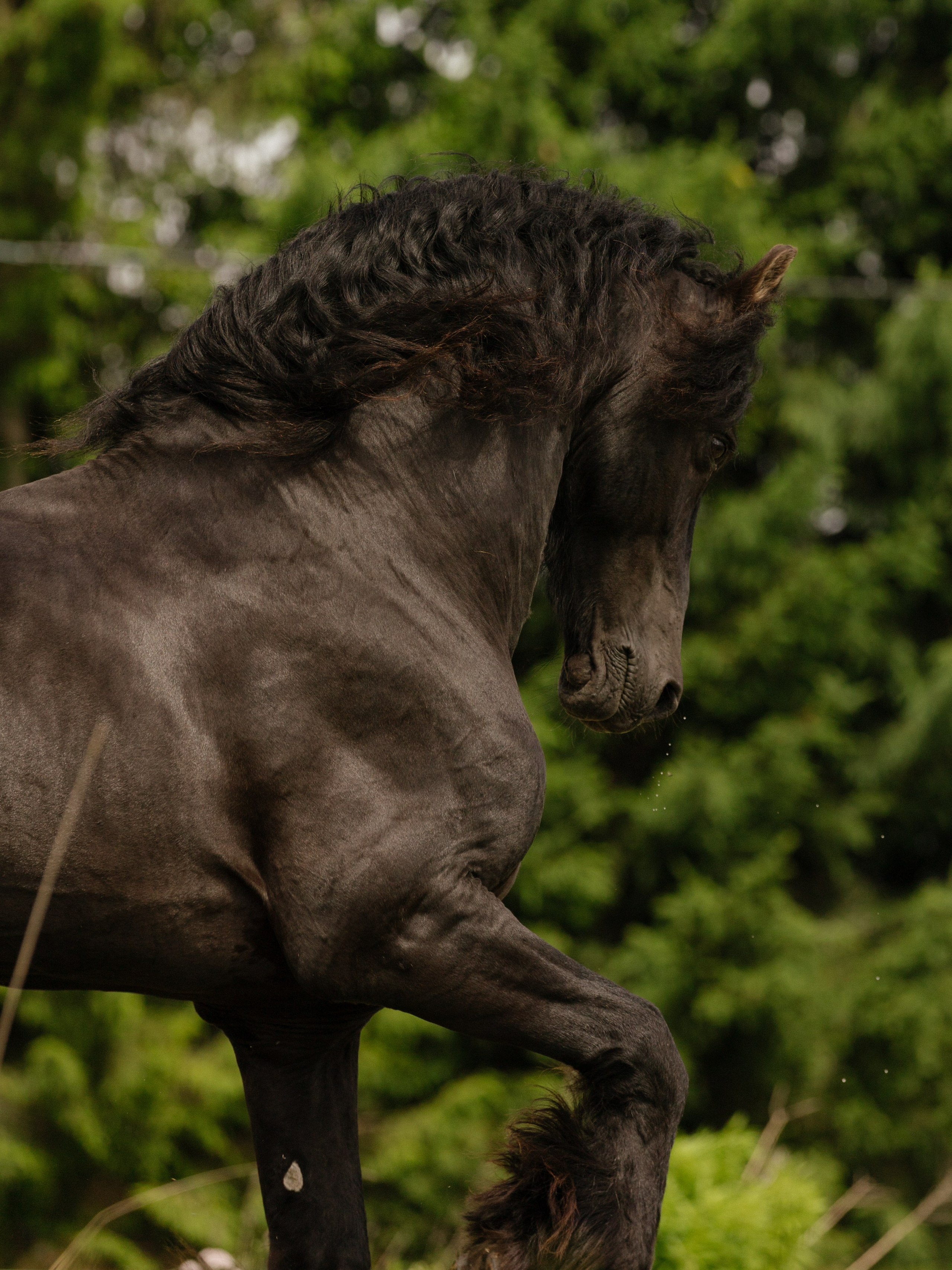 В гостях у Фризов. Конный фотограф в Калининграде Елена Курбатова