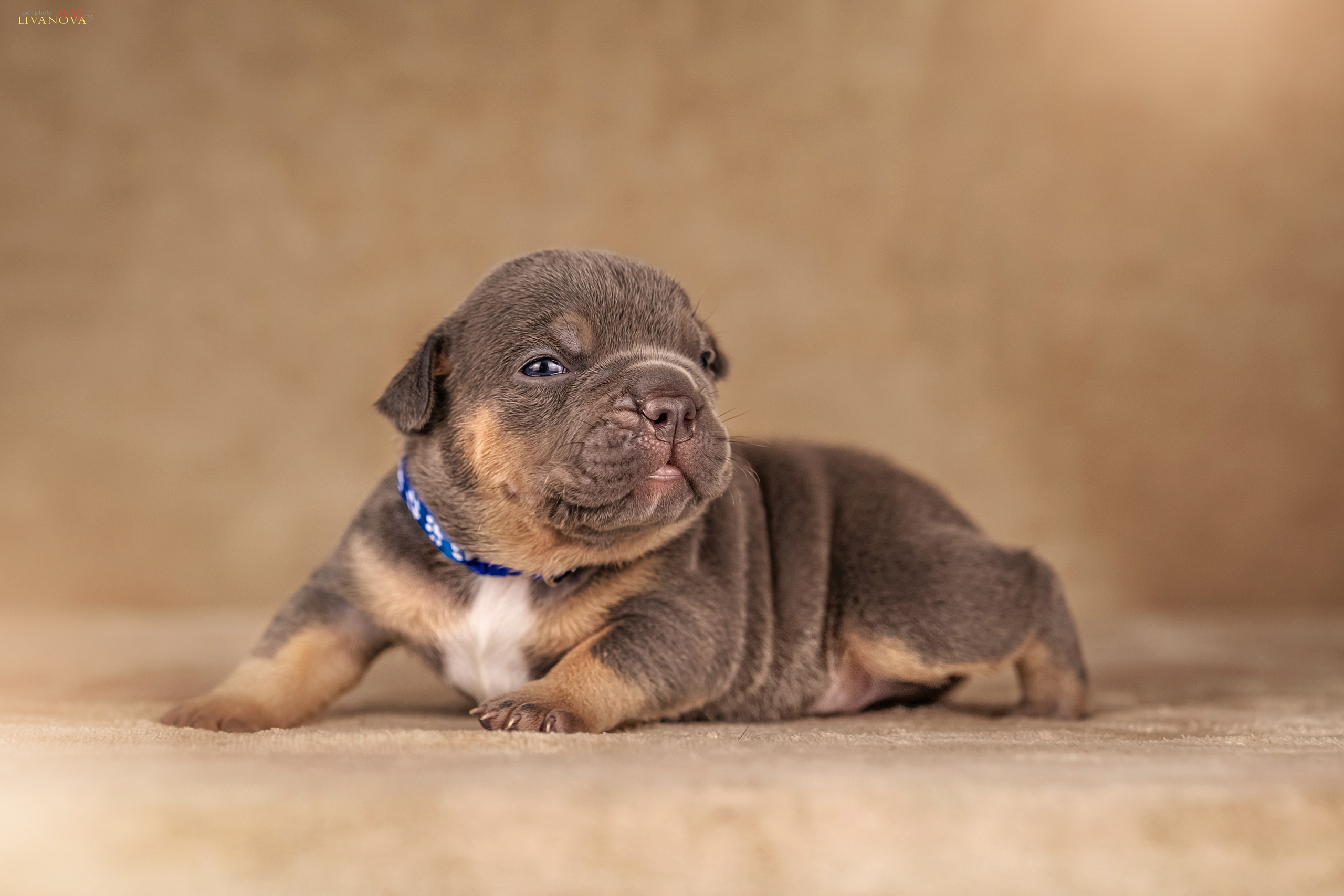 Амбулли. Фотограф анималист Аня Ливанова | Рыбинск