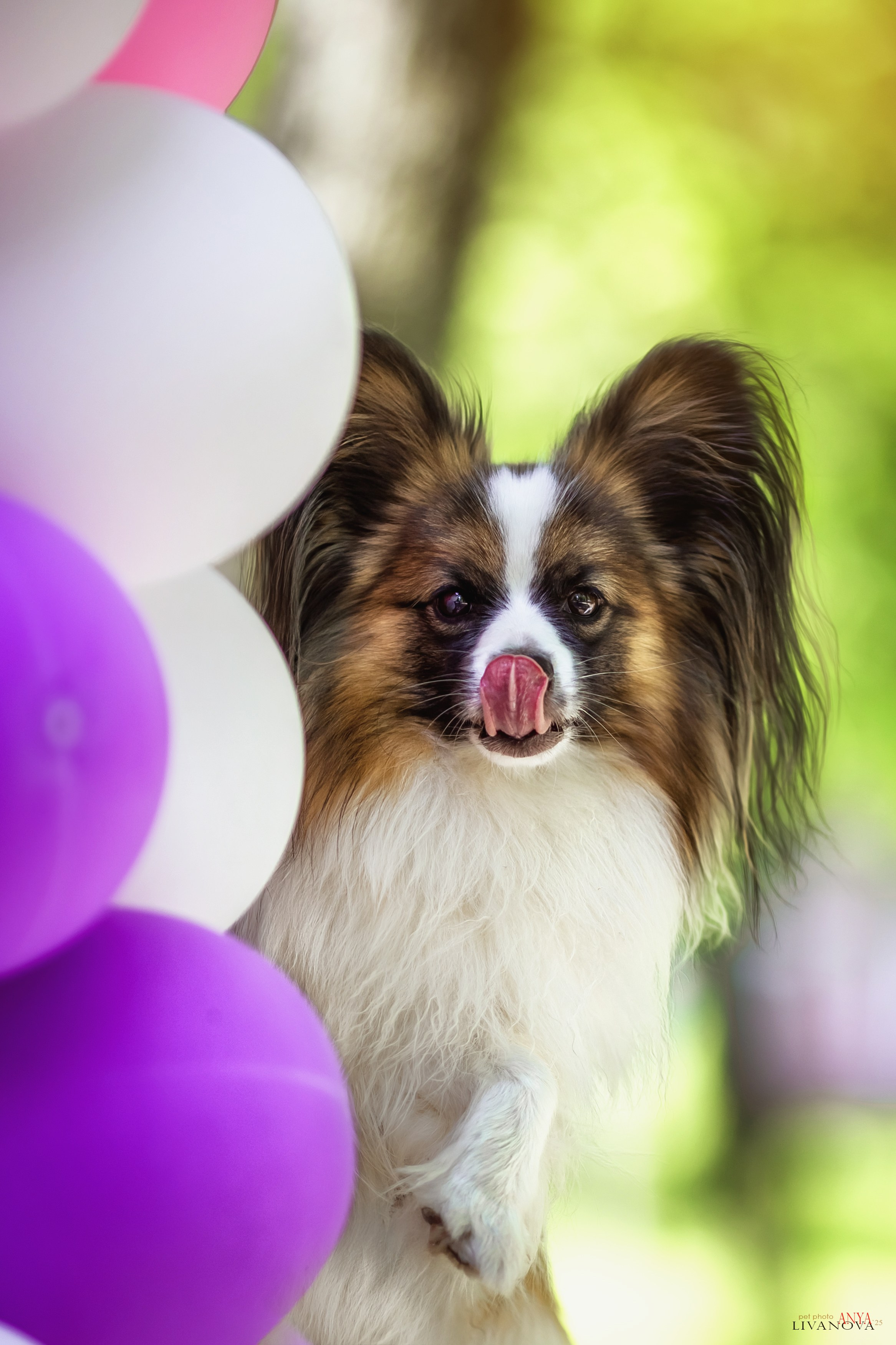 Хьюстон. Фотограф анималист Аня Ливанова | Рыбинск