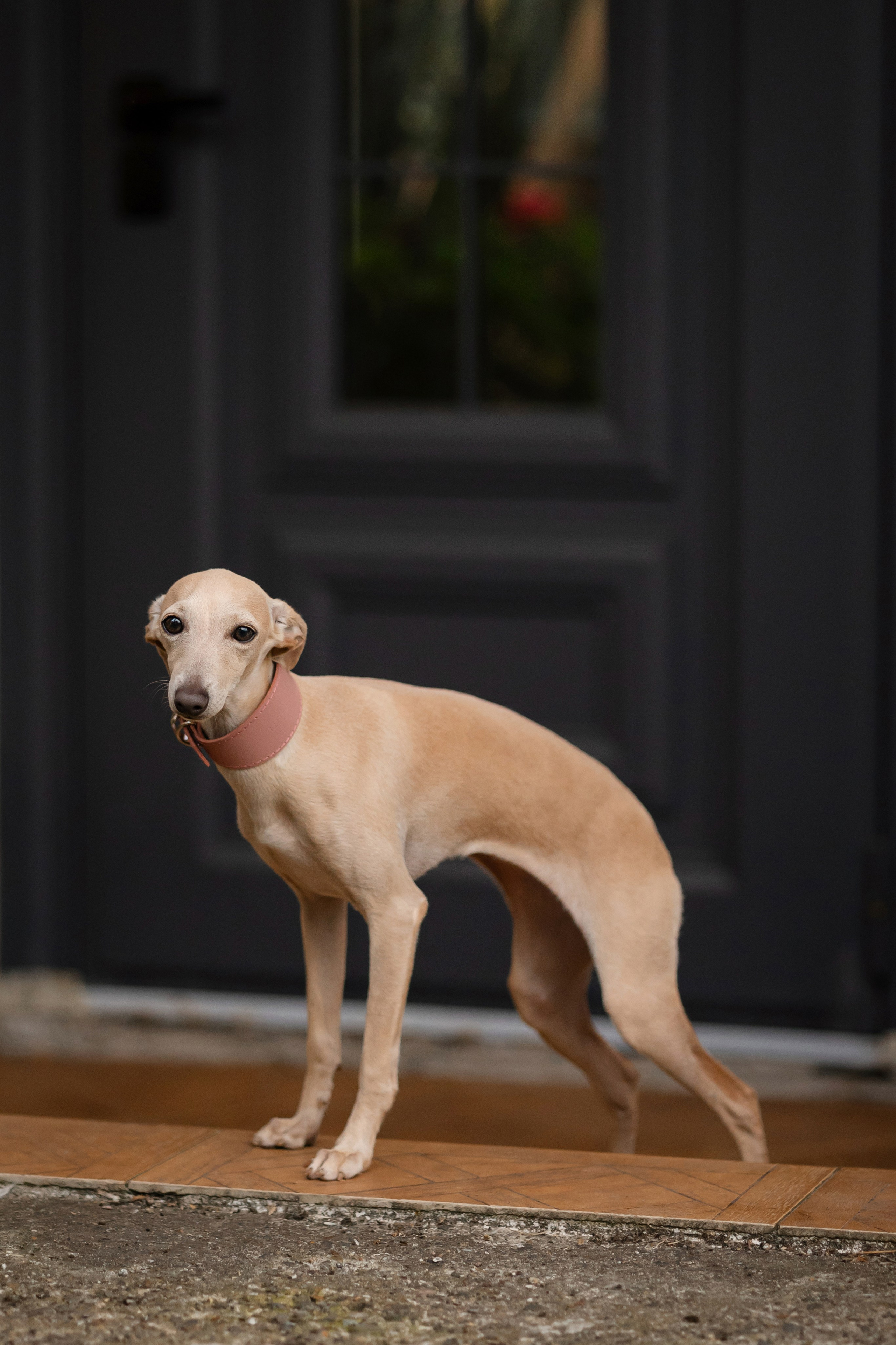 Asti Sapphire Adriana. Профессиональный питомник левреток РКФ/FCI ASTI SAPPHIRE 💎 Сочи|Санкт-Петербург