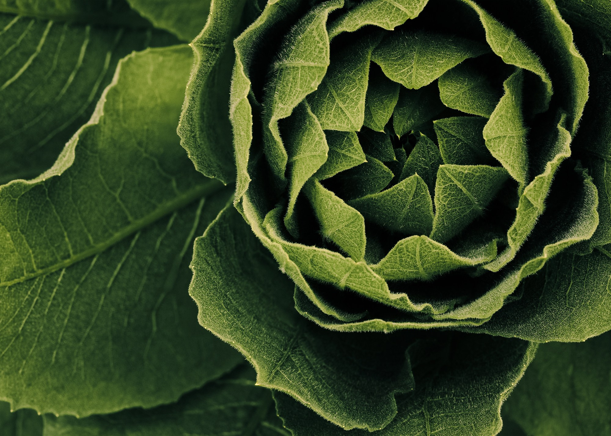 NATURE’S MOODS. Eirene G |  Photoartist | Flowers from my garden