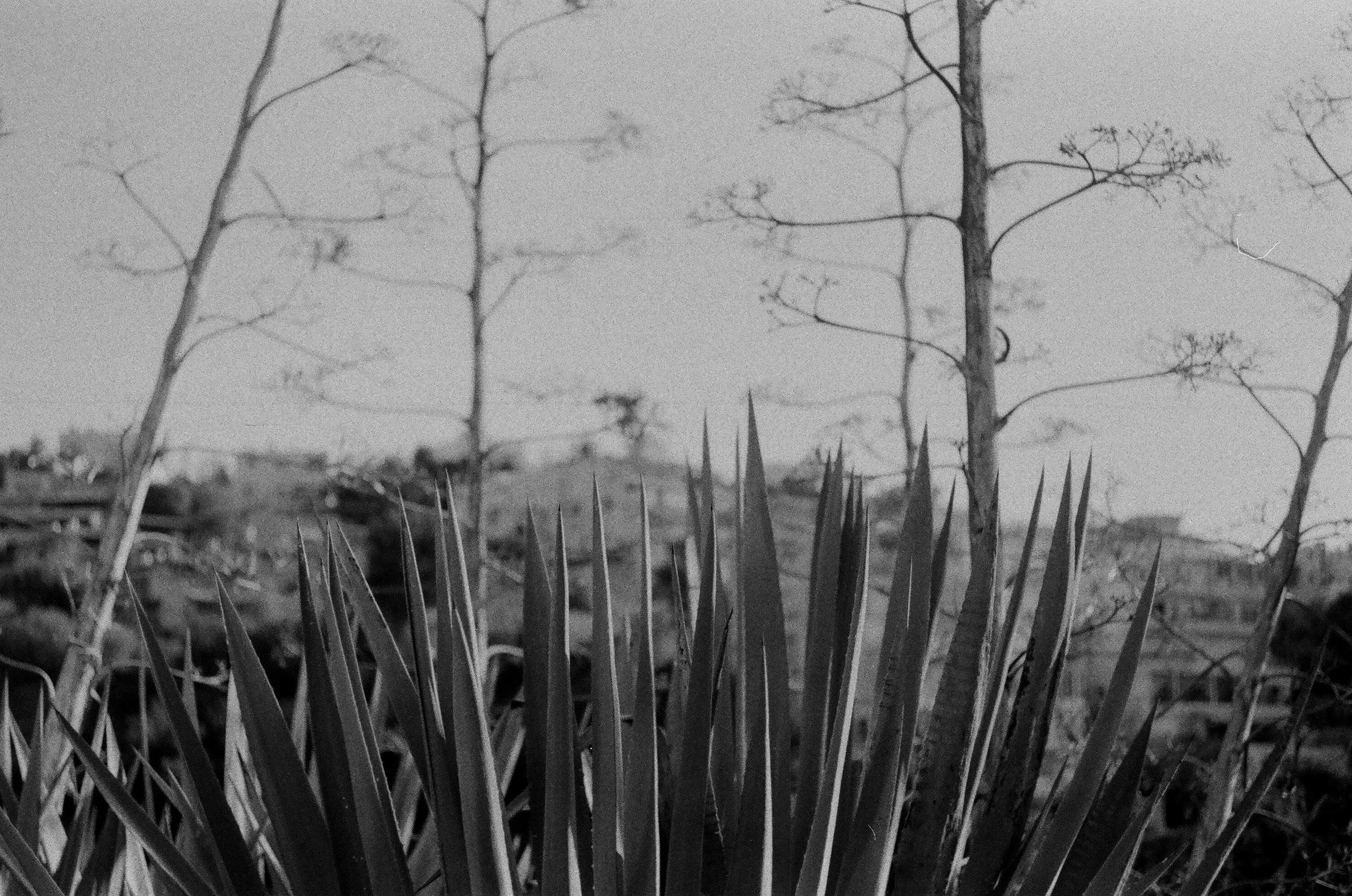 Israel 2025. Свадебный и портретный фотограф в Санкт-Петербурге