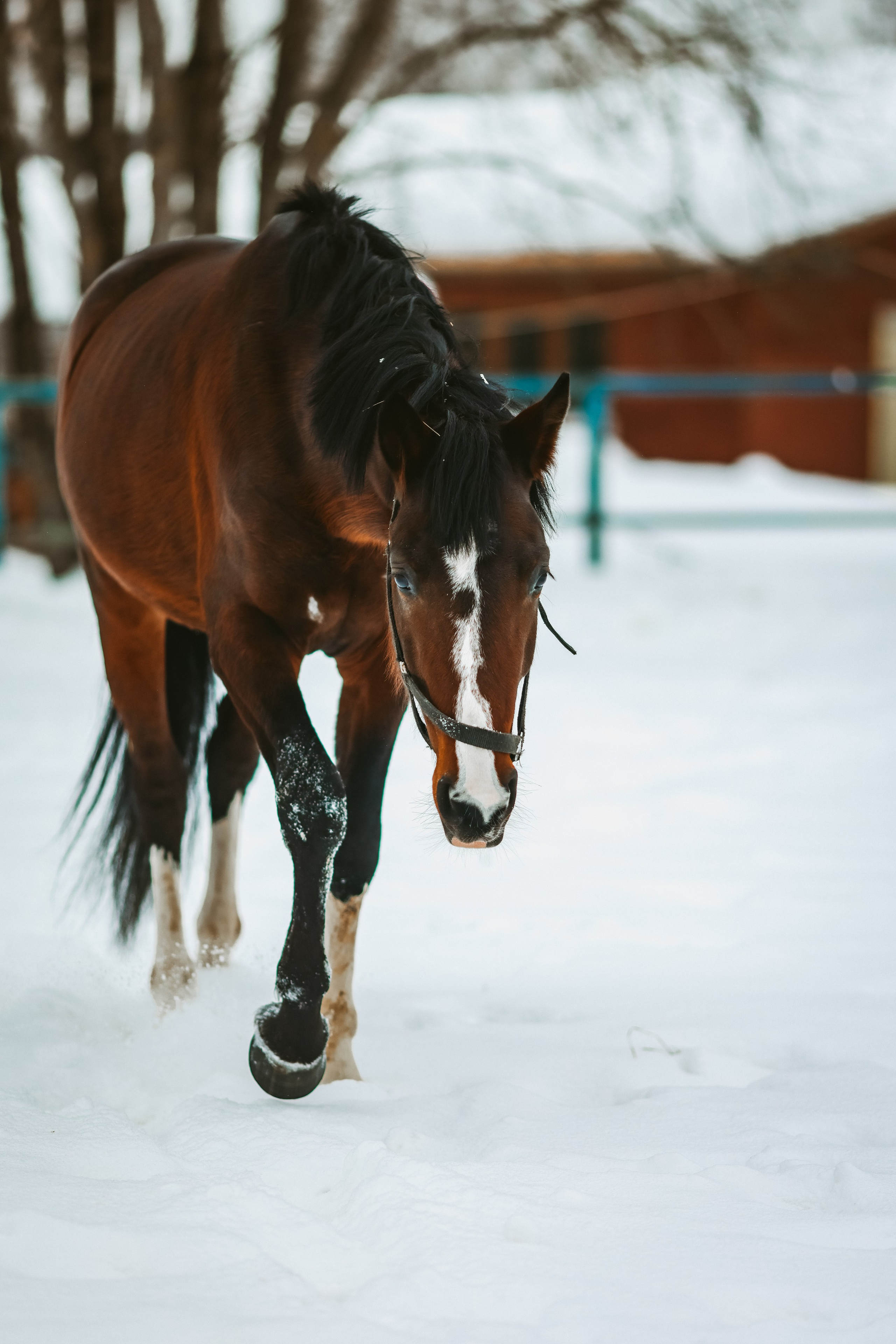 Фотосессии с лошадьми