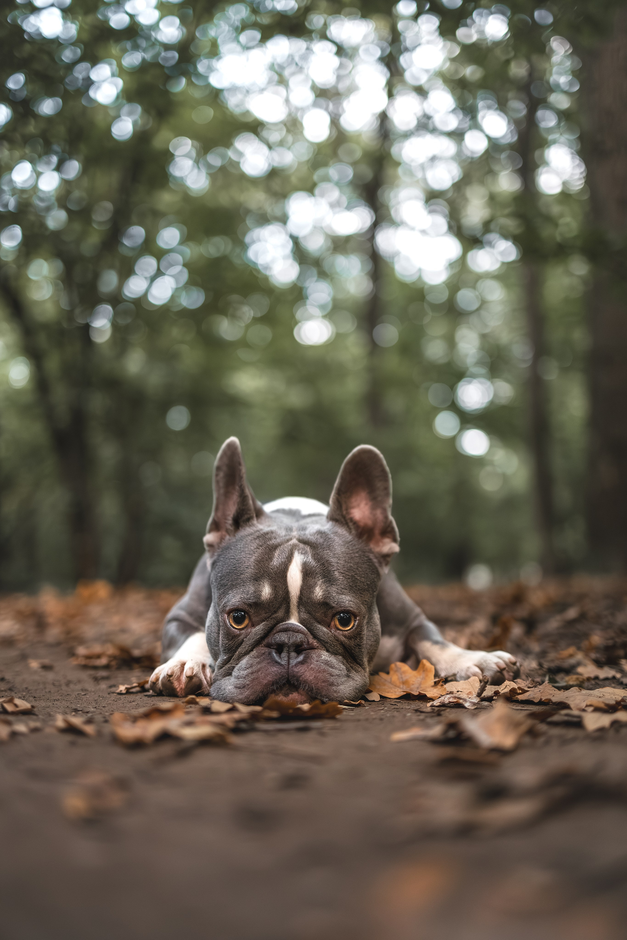 Французский Бульдог в Воронцовском парке (в обработке). Фотограф Анималист в Москве Анастасия Жучкова