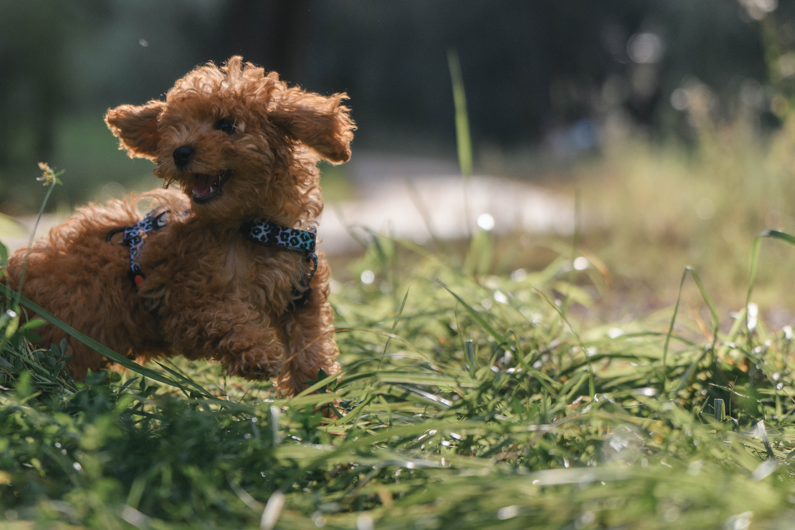 Щенок той-пуделя. Фотограф Анималист в Москве Анастасия Жучкова