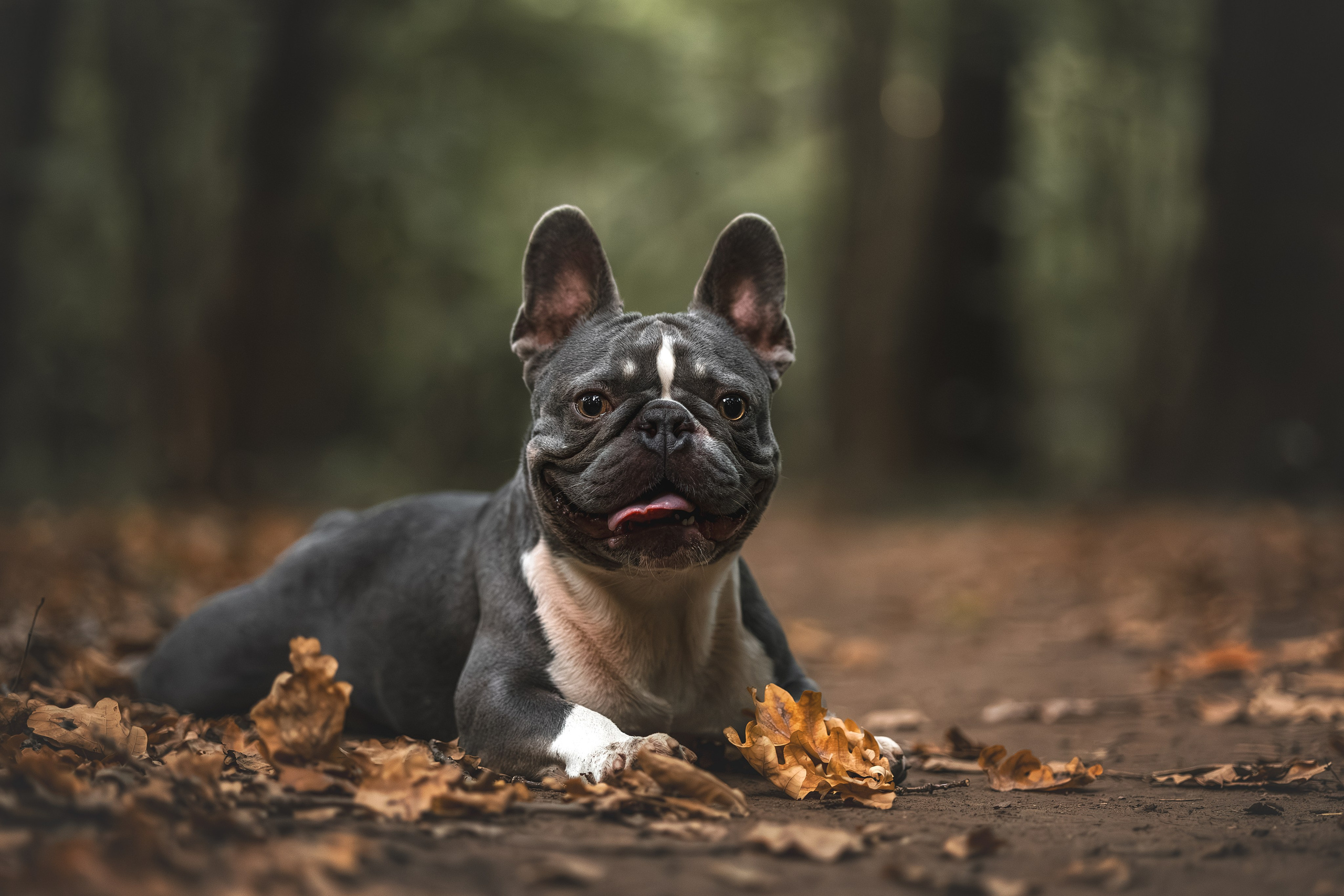 Французский Бульдог в Воронцовском парке (в обработке). Фотограф Анималист в Москве Анастасия Жучкова