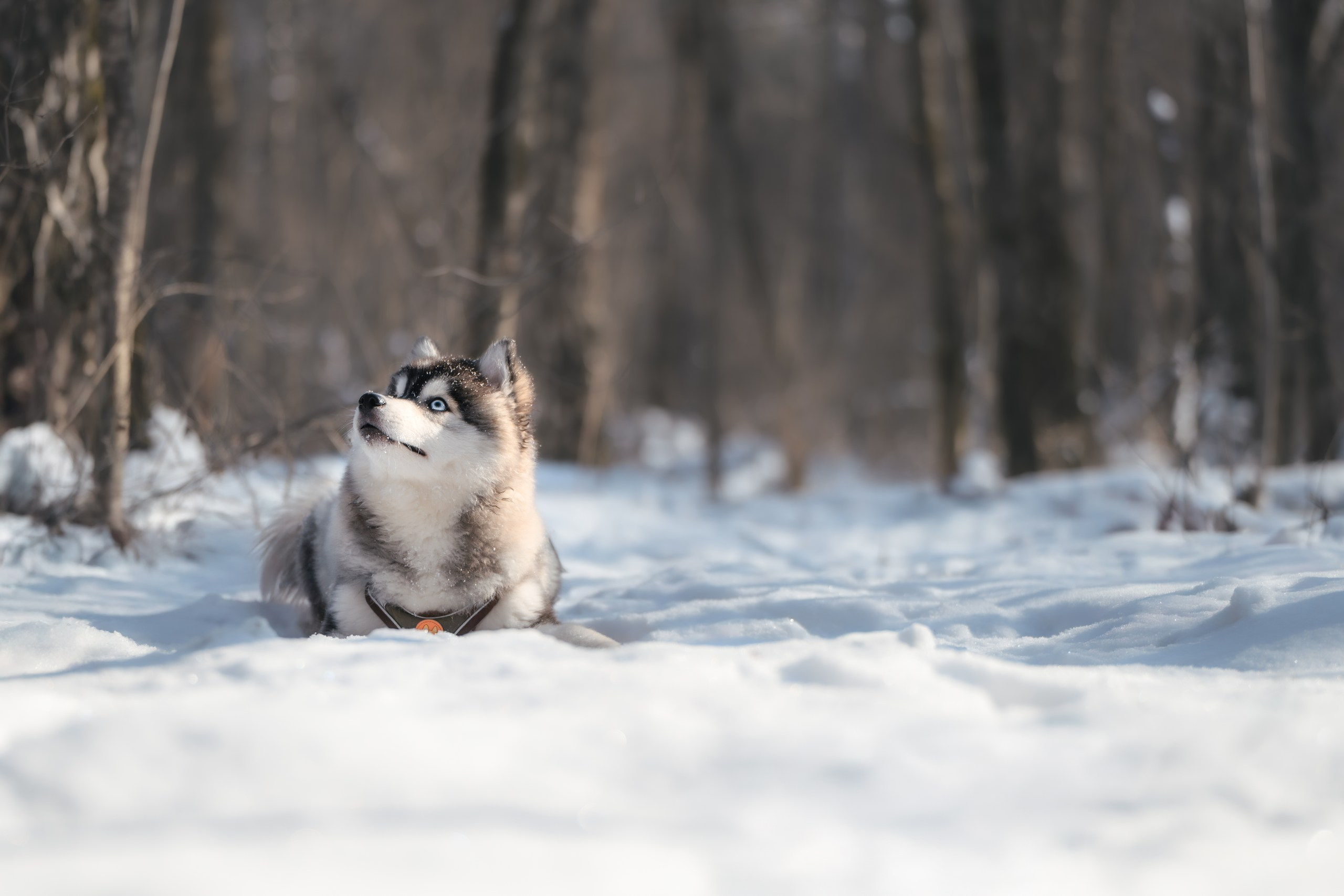 Виктория и 4 помски. Фотограф Анималист в Москве Анастасия Жучкова