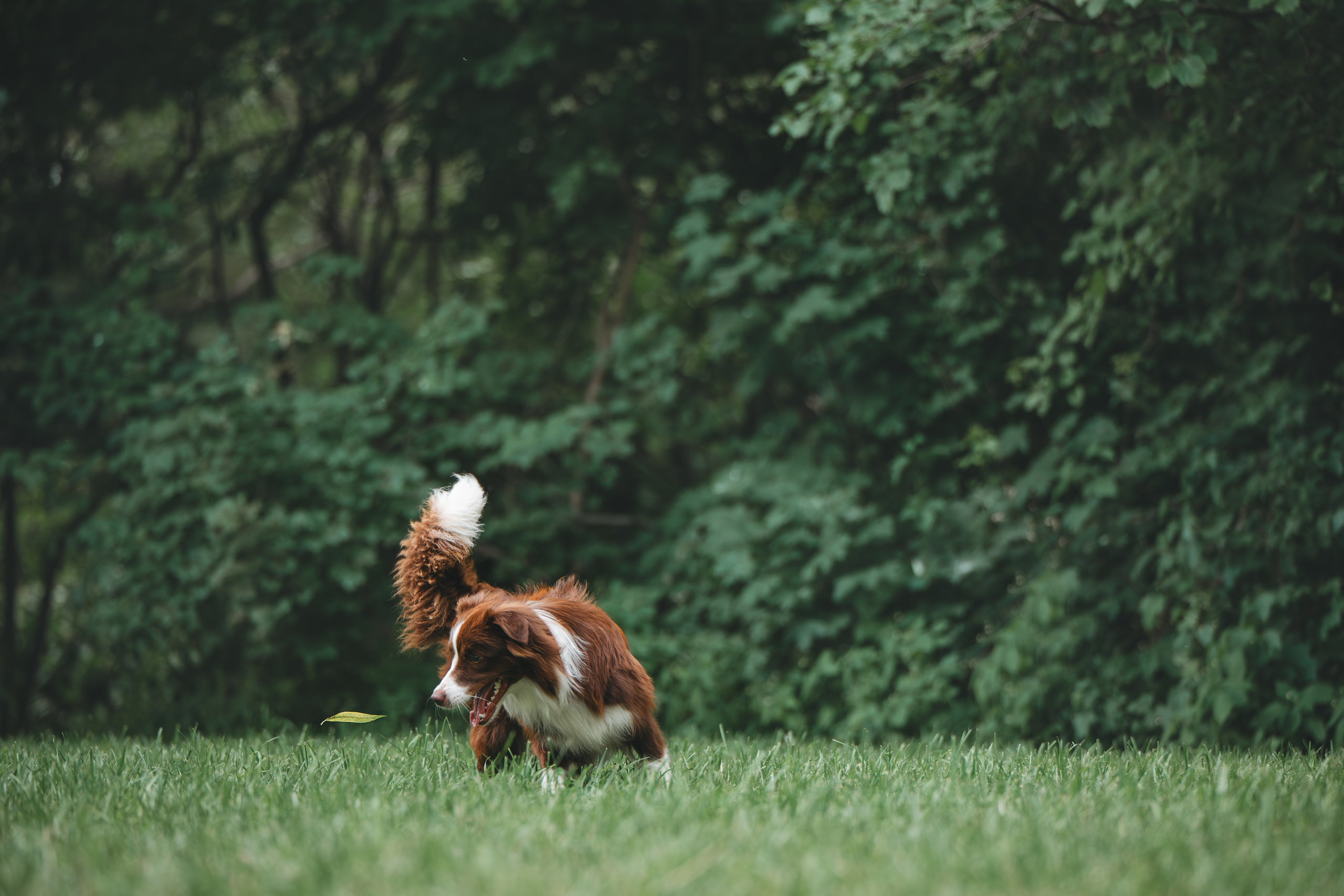 Бордер Колли. Фотограф Анималист в Москве Анастасия Жучкова