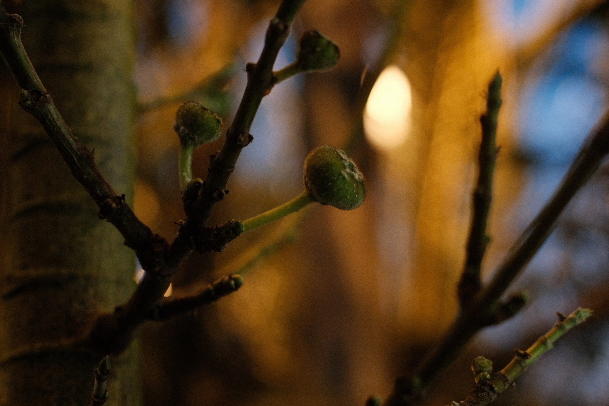 Аптекарский огород. Профессиональный фотограф в Москве Захар Ишутин