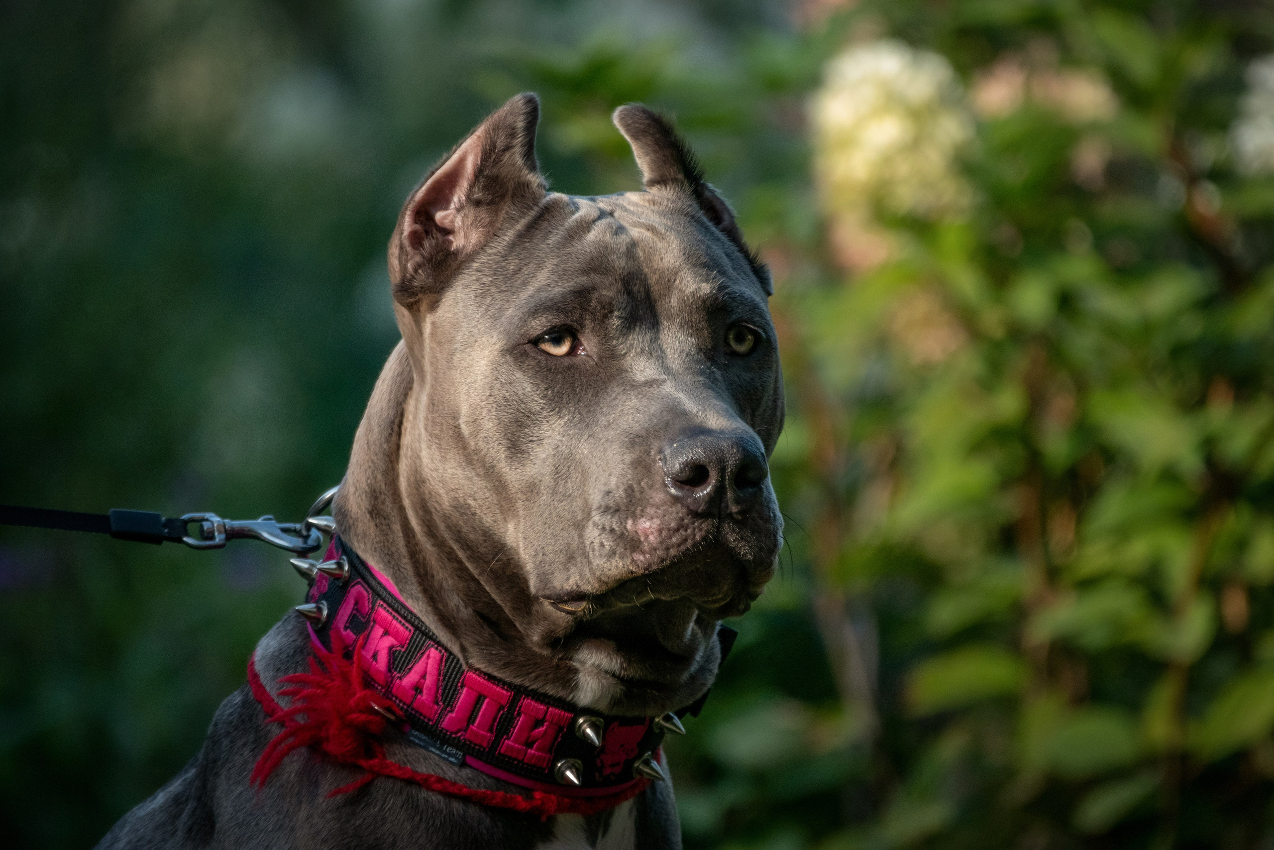 Petshop Days 2024. Фотограф-анималист в Москве Юлия Лайхо