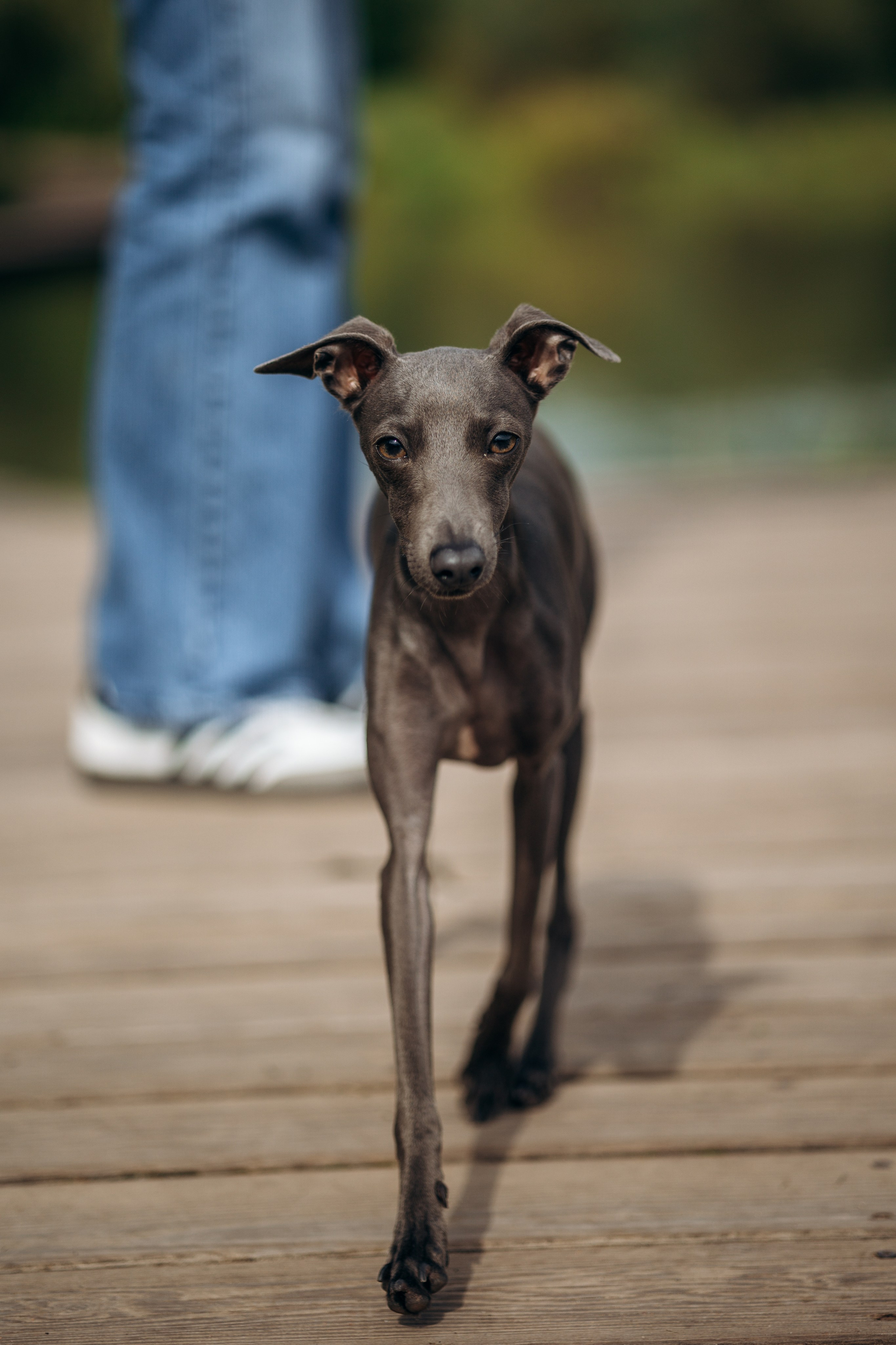 Лучик и ее семья. Фотограф — Анималист | Санкт-Петербург
