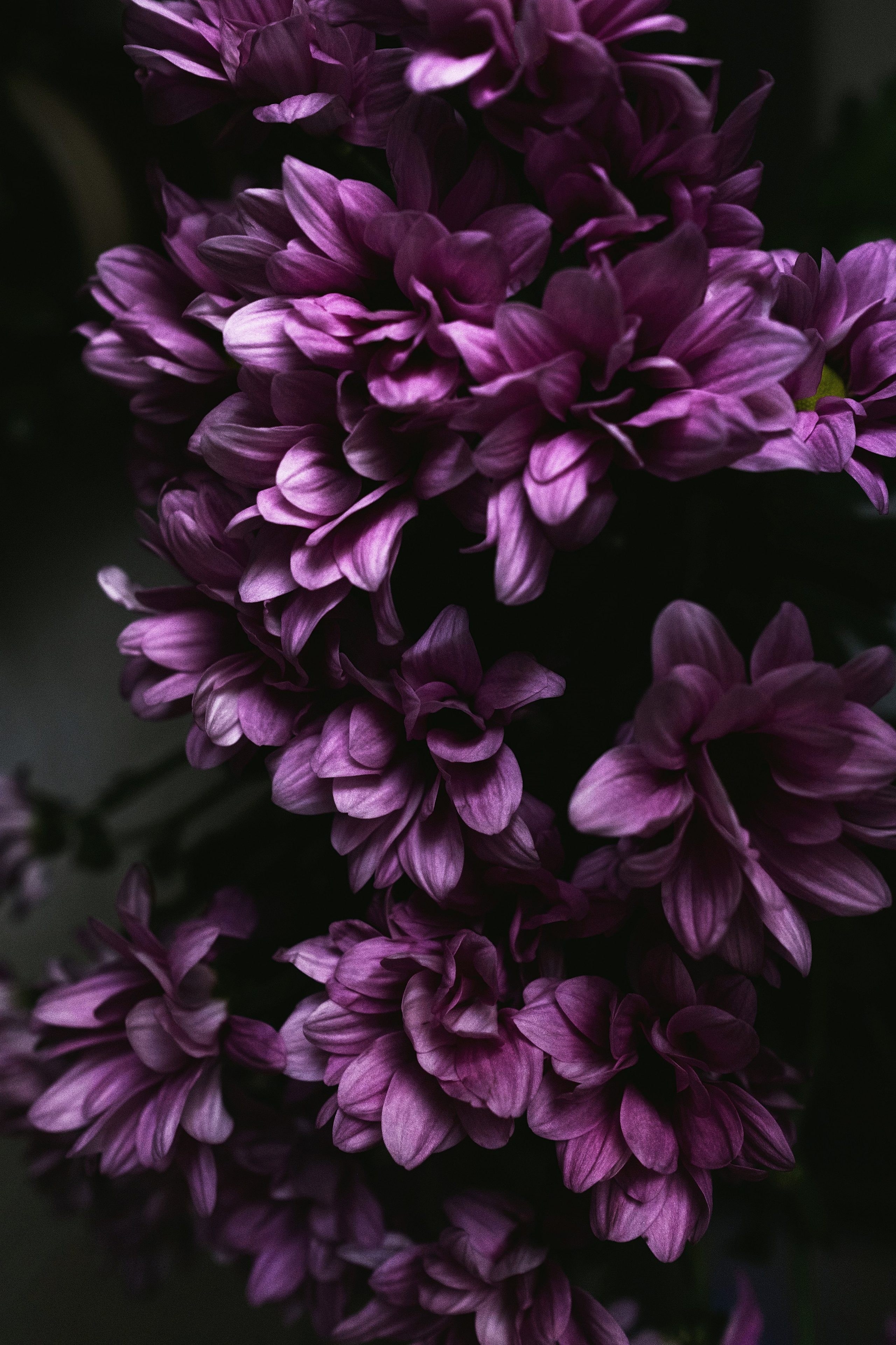 Портретный фотограф