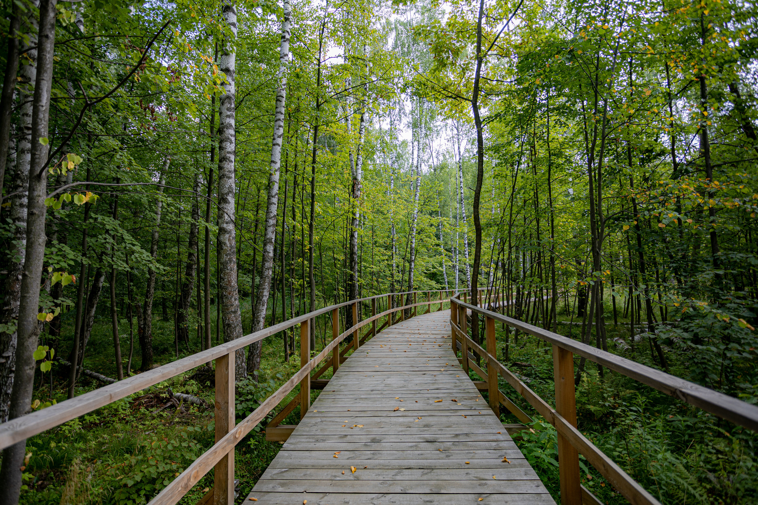Оленья тропа на Лосином острове