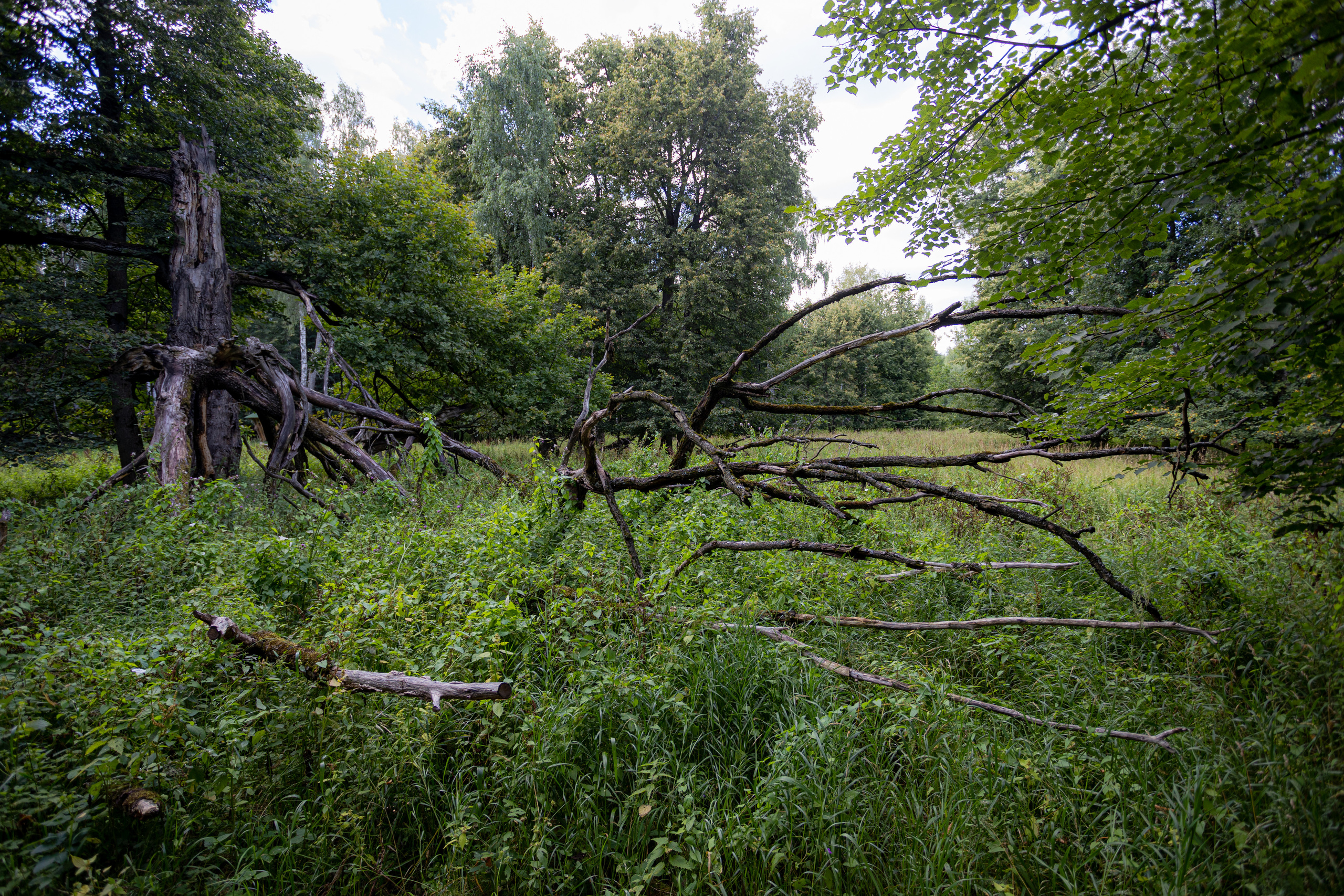 Оленья тропа на Лосином острове