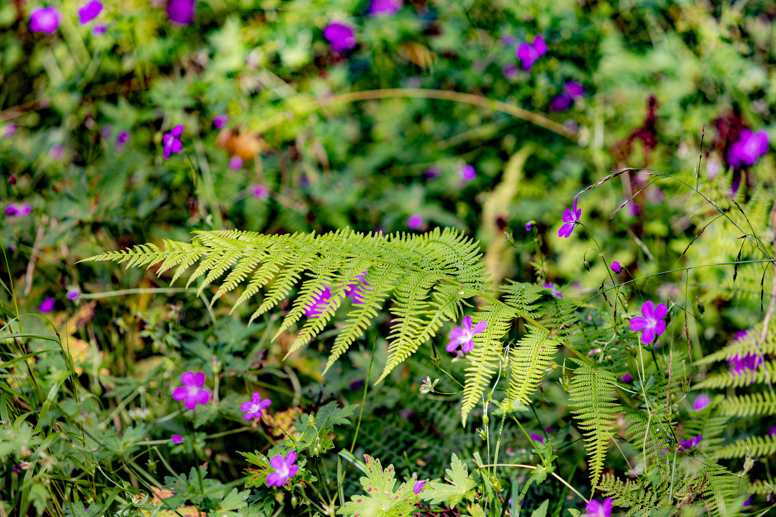Оленья тропа на Лосином острове