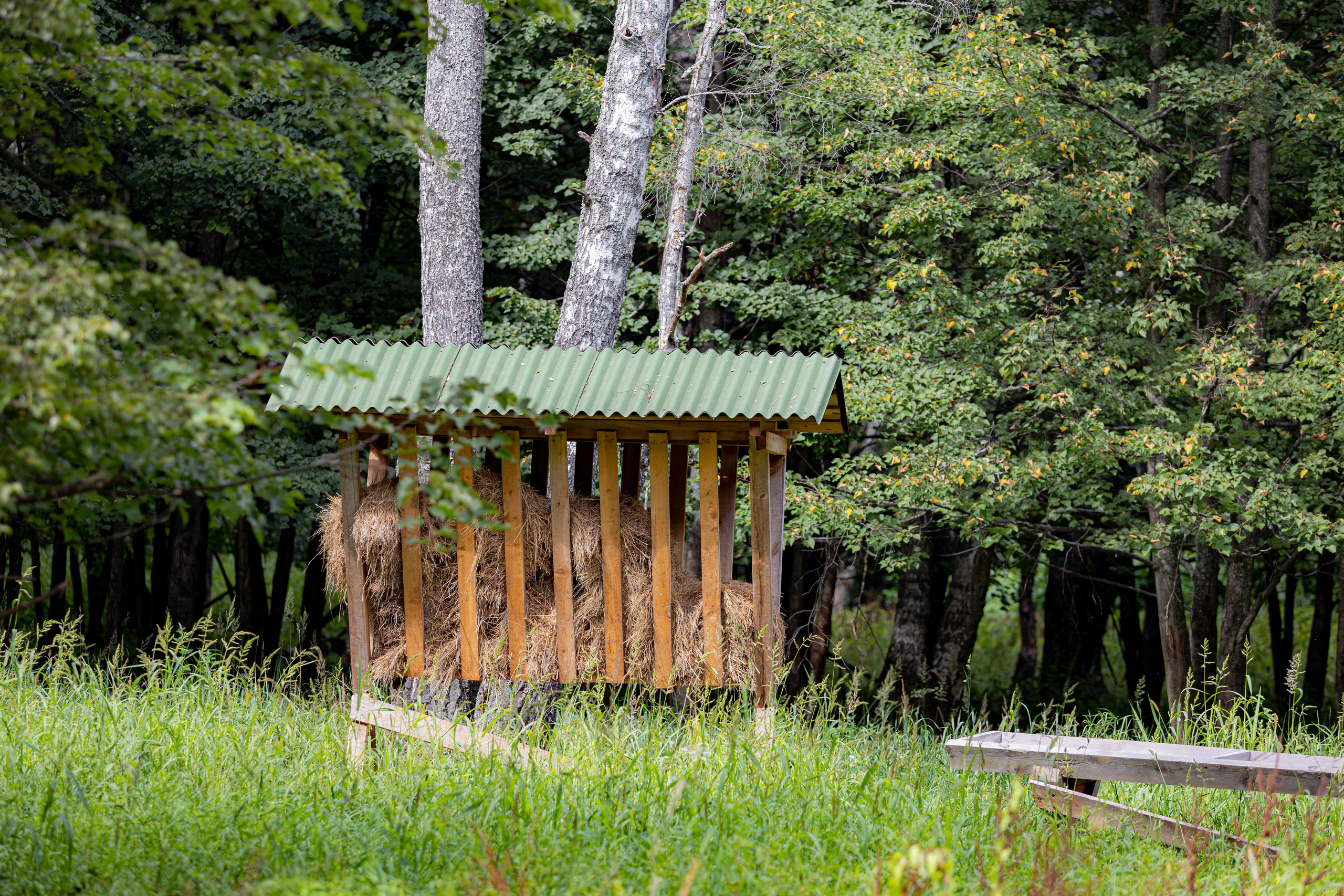 Оленья тропа на Лосином острове