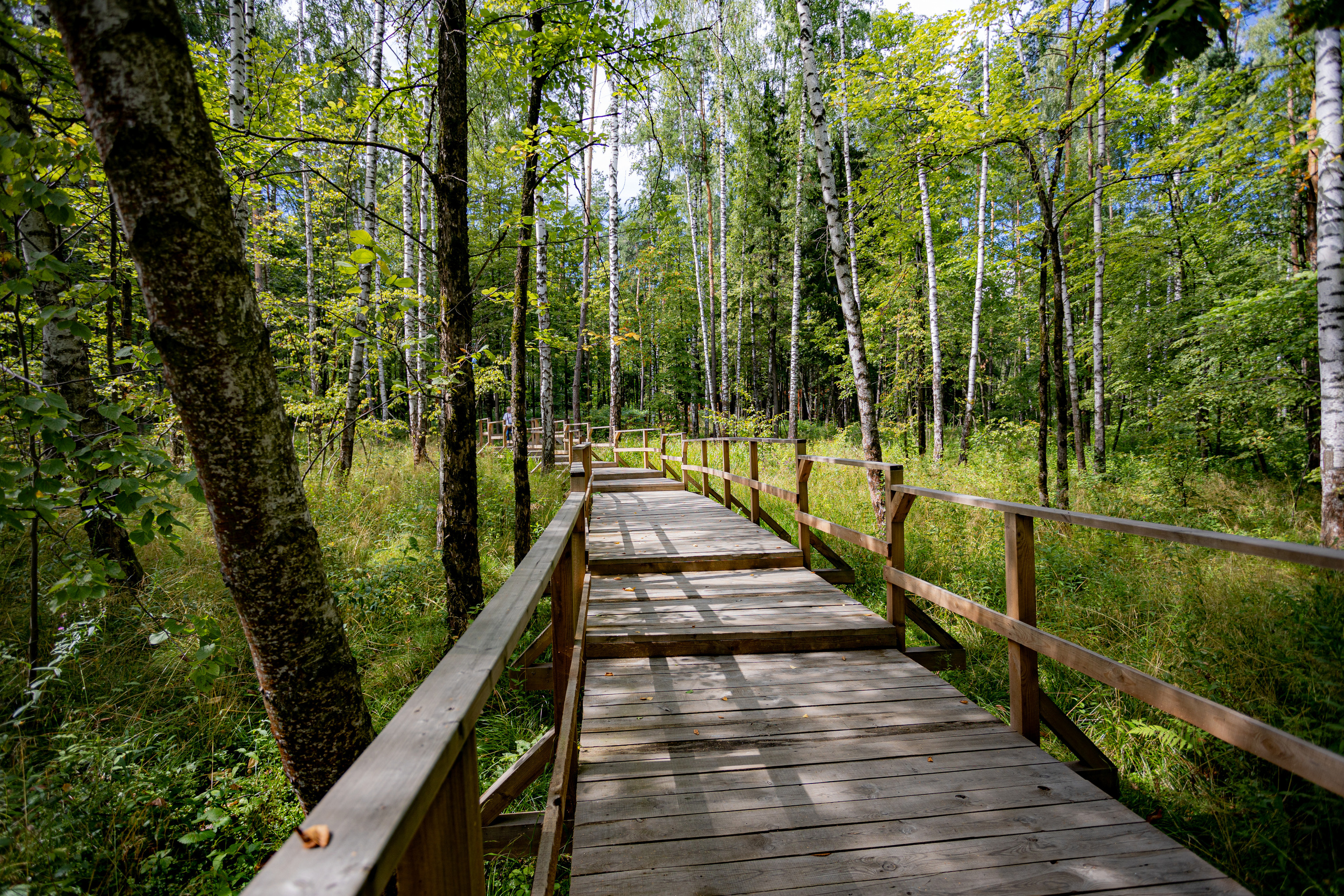 Оленья тропа на Лосином острове