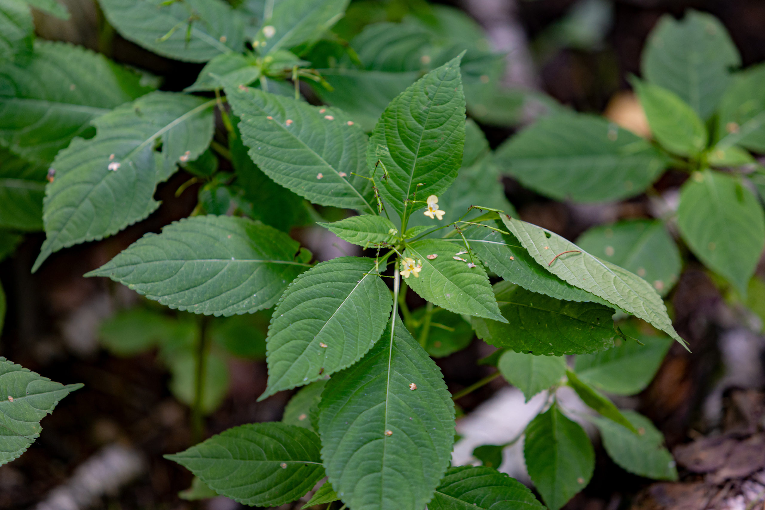 Оленья тропа на Лосином острове