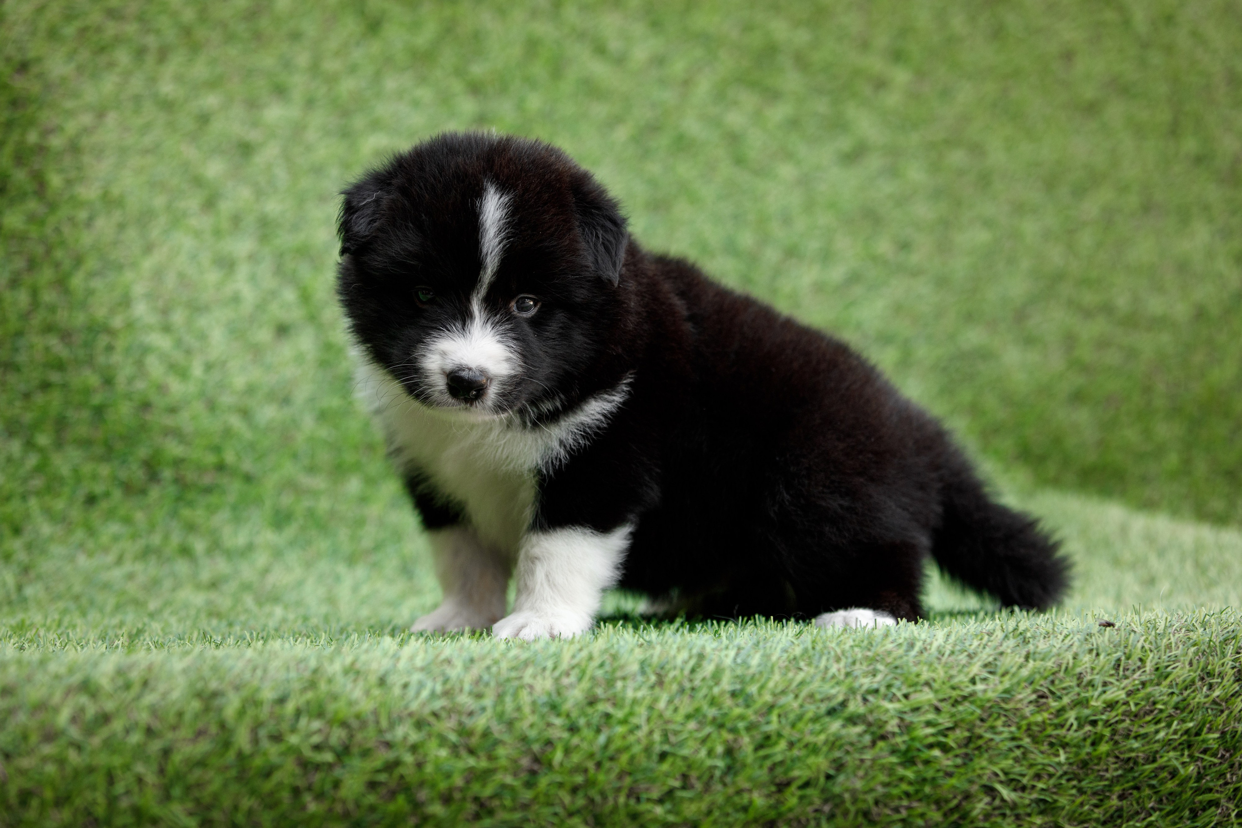 Смешарики. О нас