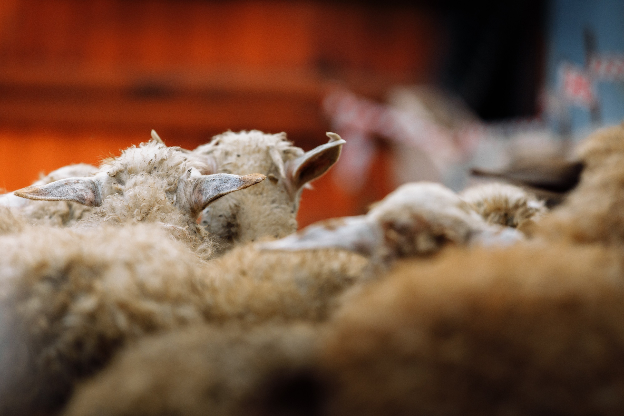 Овечий день. О нас