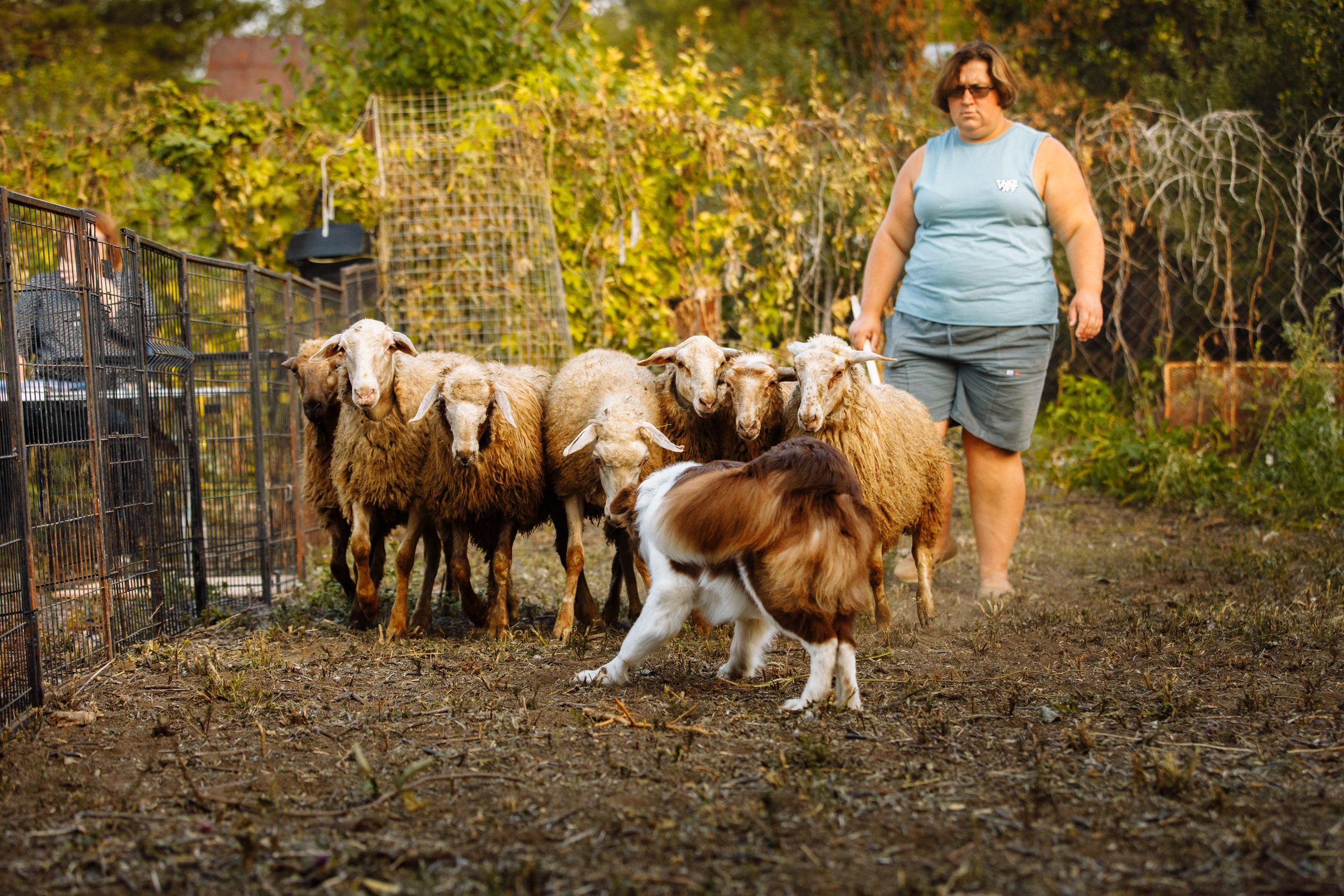 Овечий день. О нас