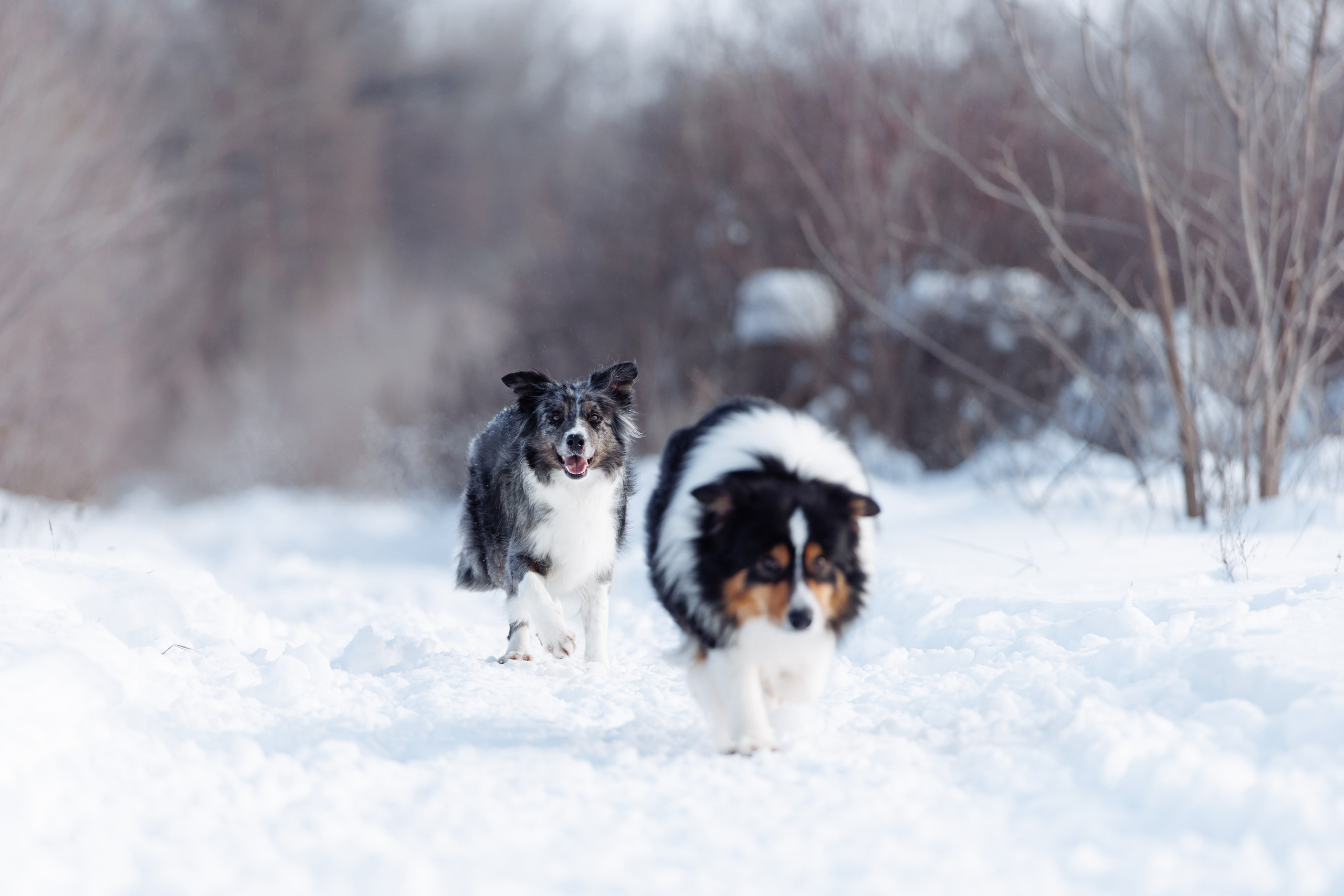 Яркий январь. О нас
