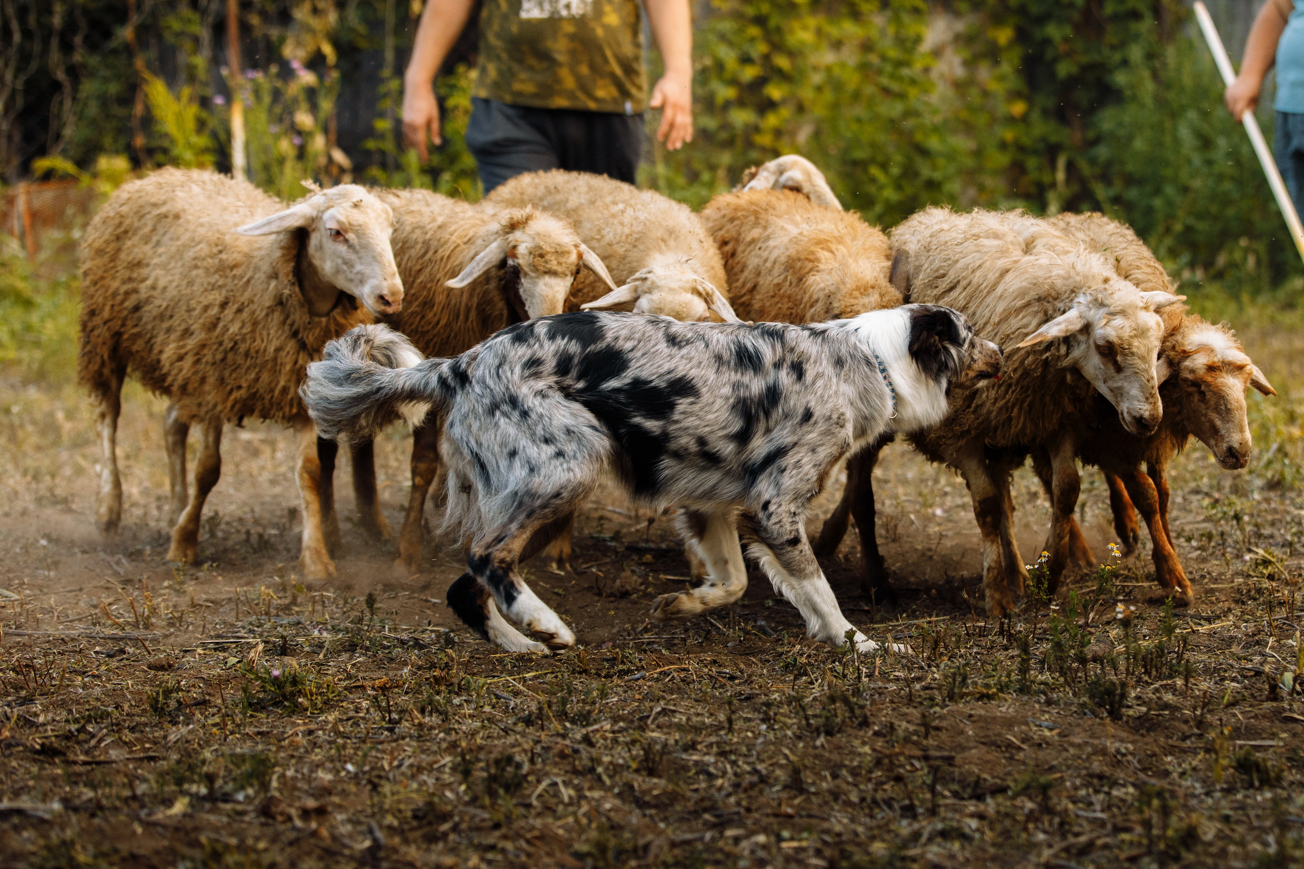 Овечий день. О нас
