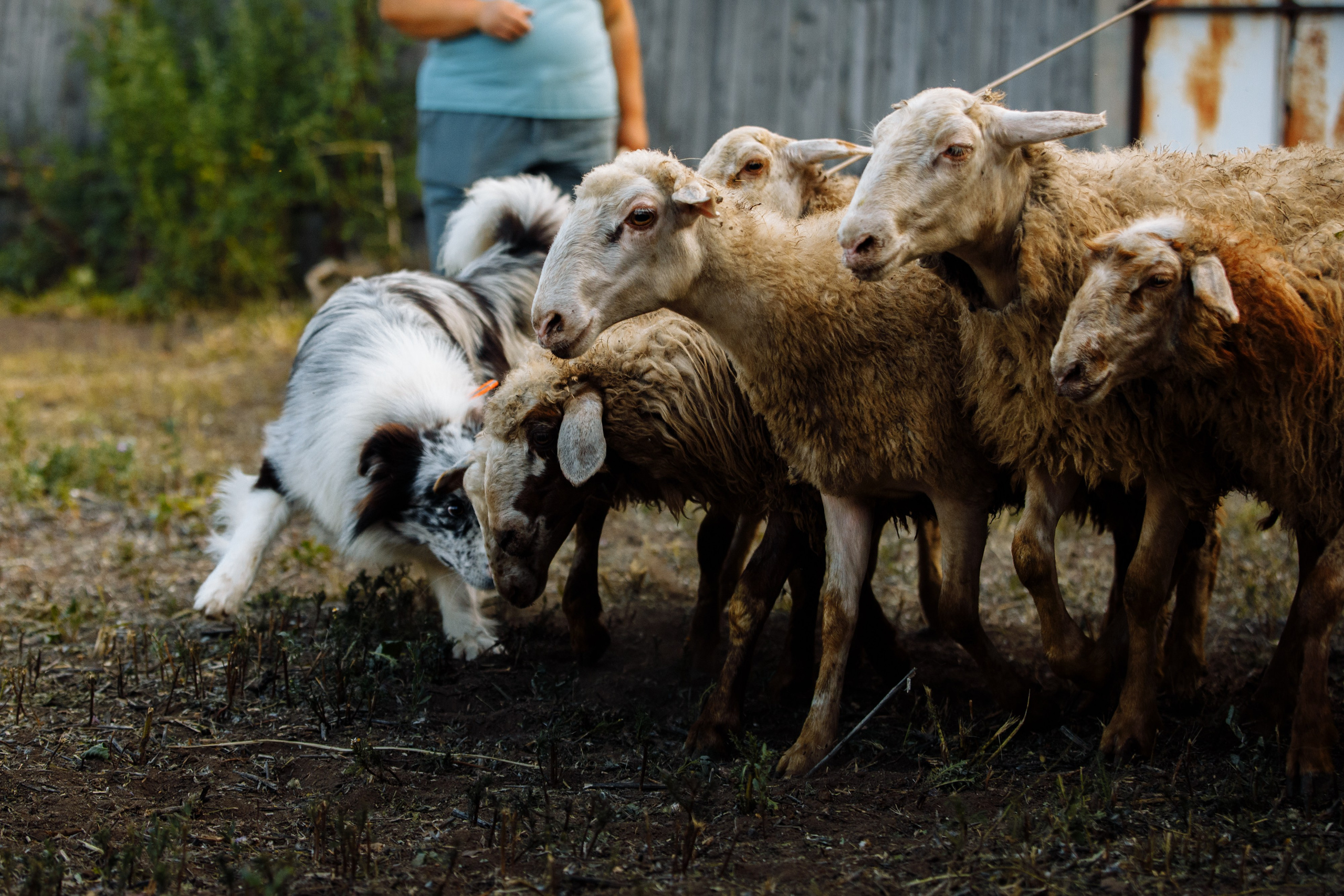 Овечий день. О нас