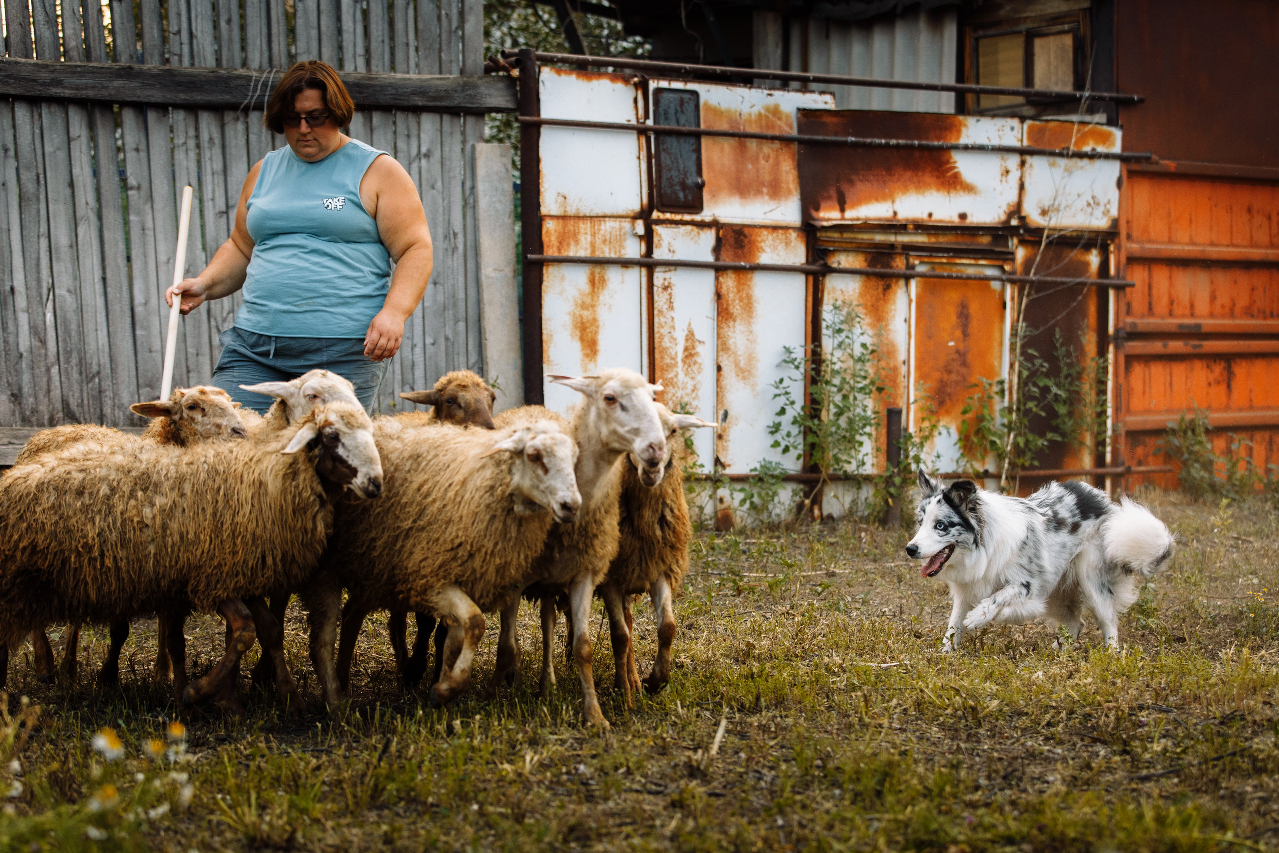 Овечий день. О нас