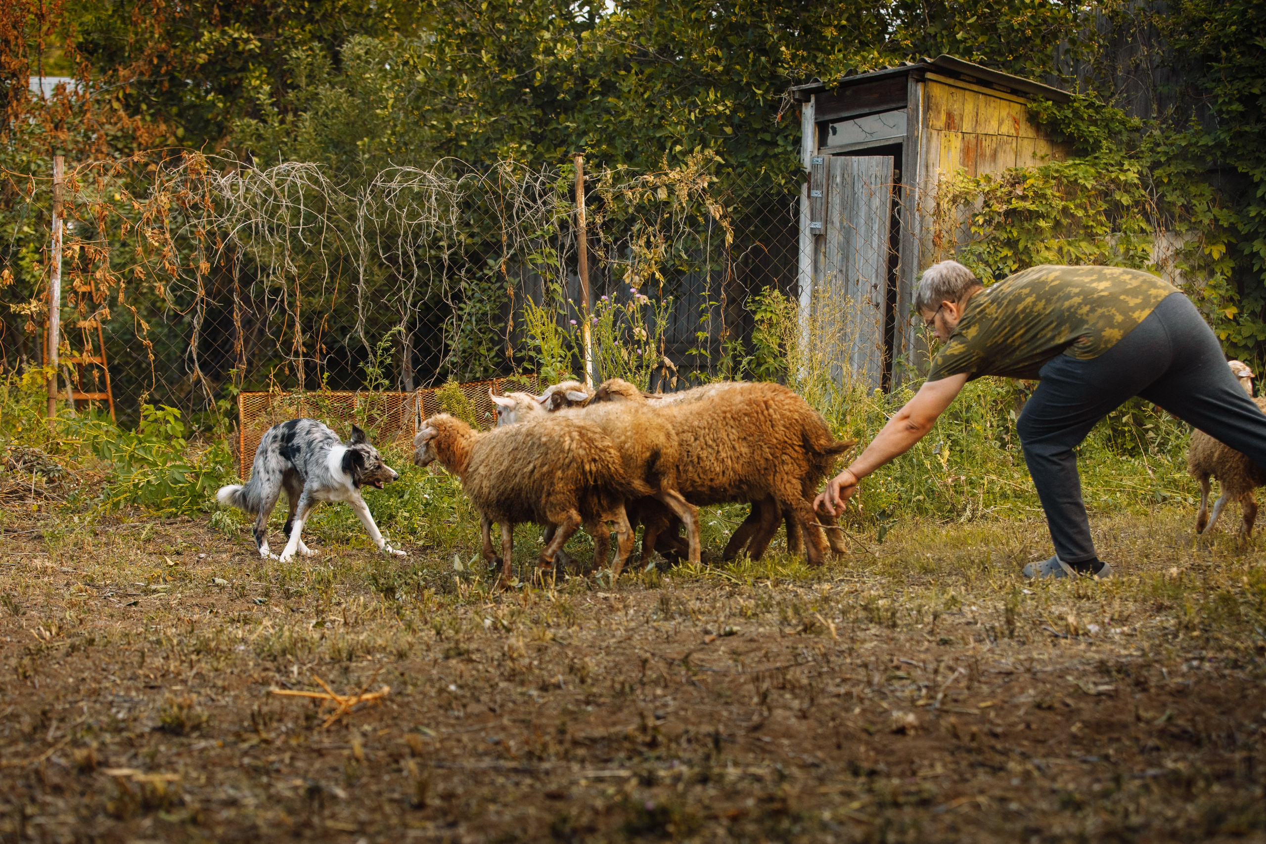 Овечий день. О нас