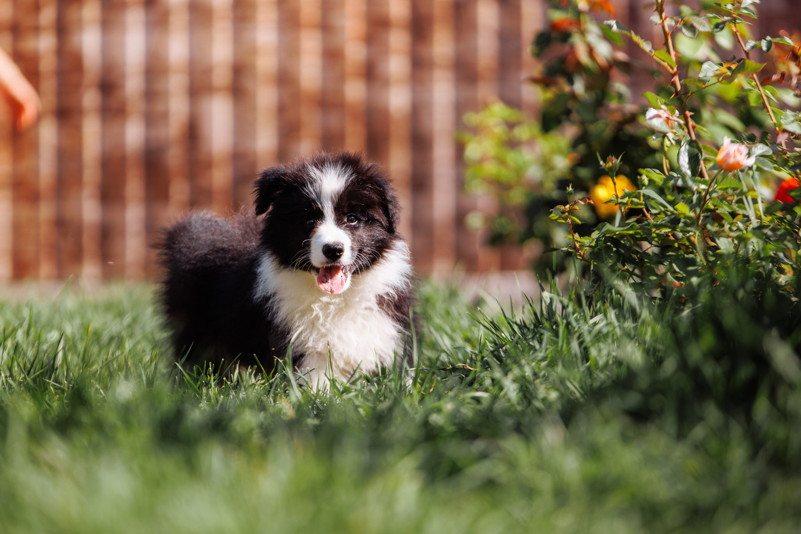 МММ — маленькое мягкое милое. О нас