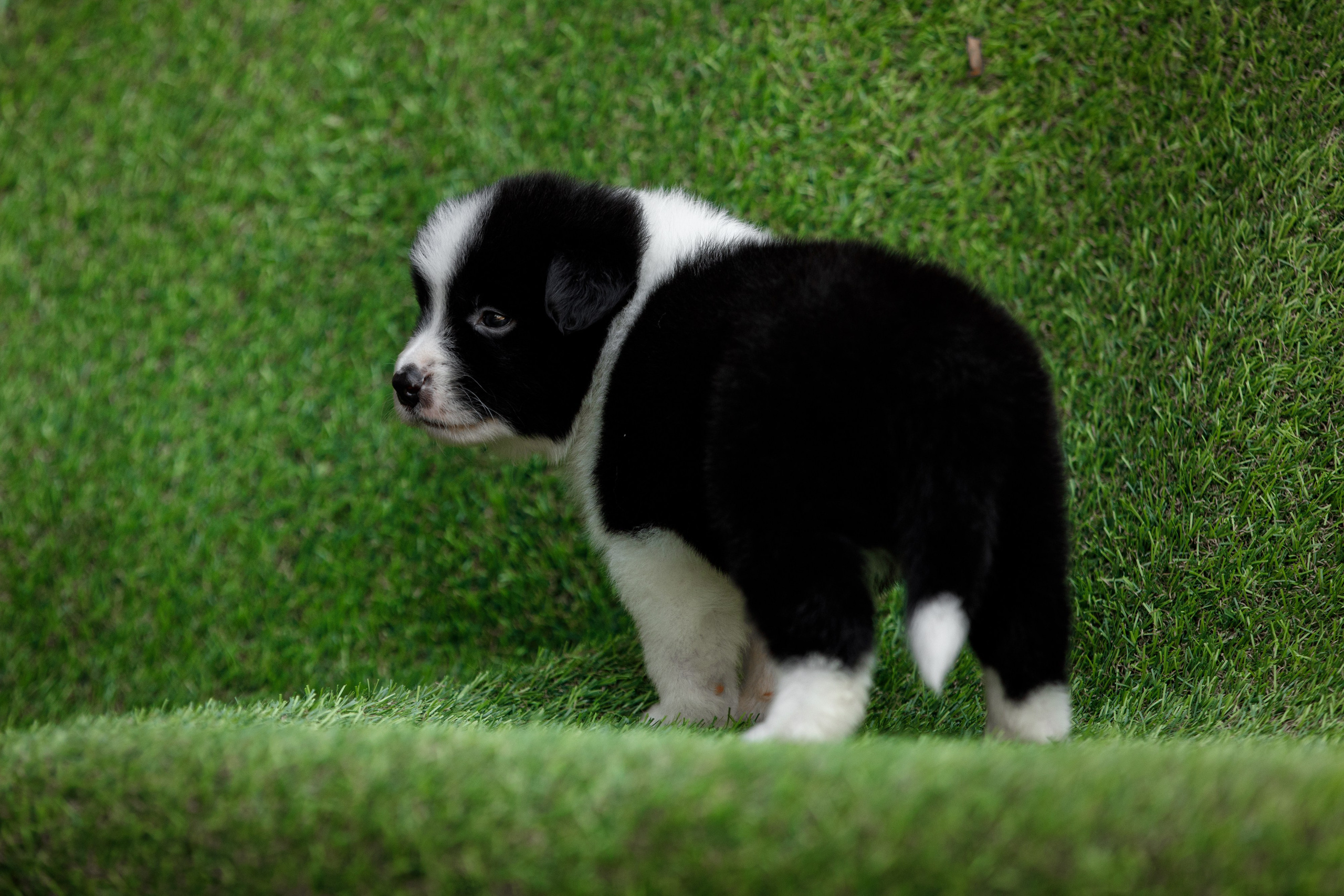 Смешарики. О нас