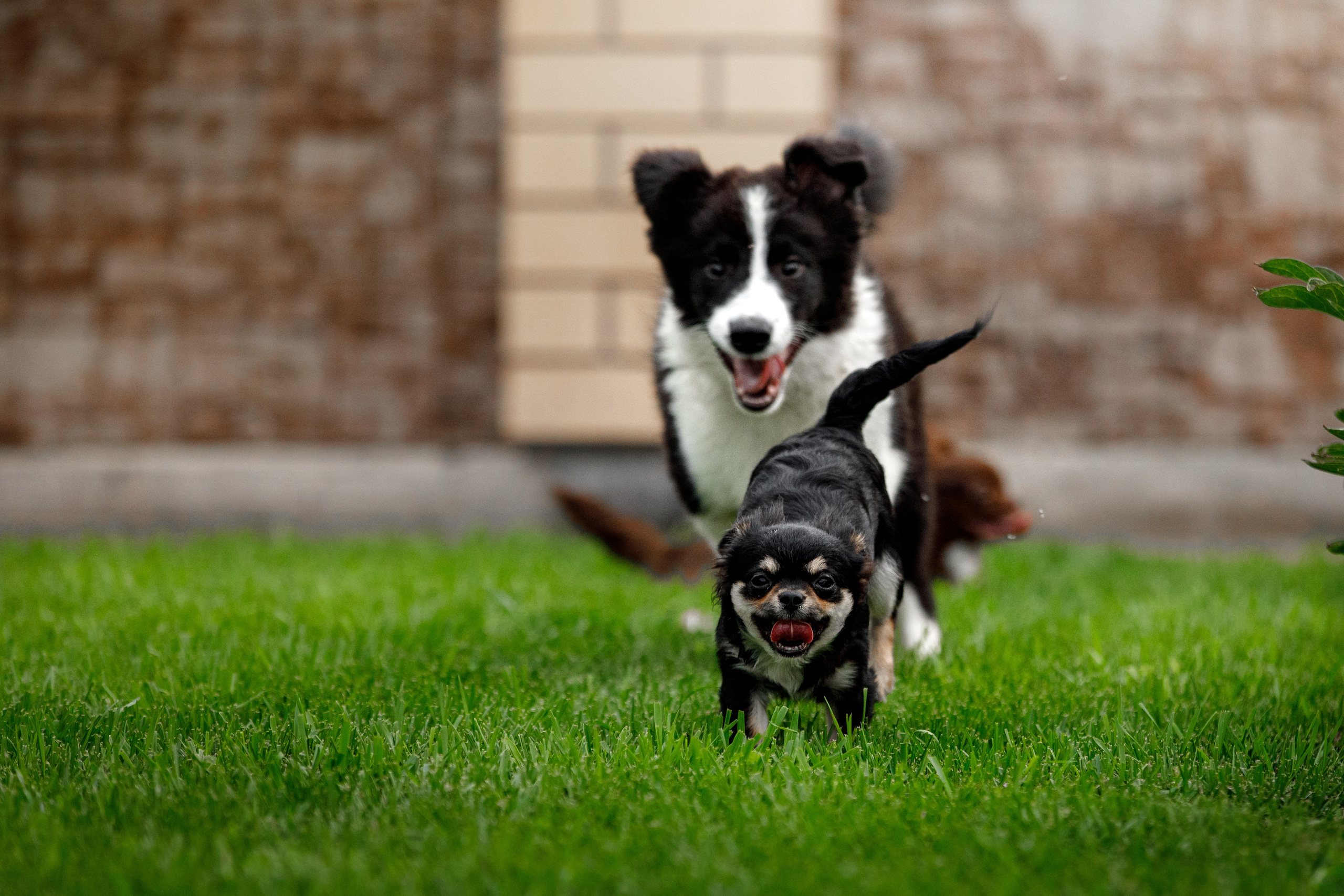 Болтовня в саду. О нас