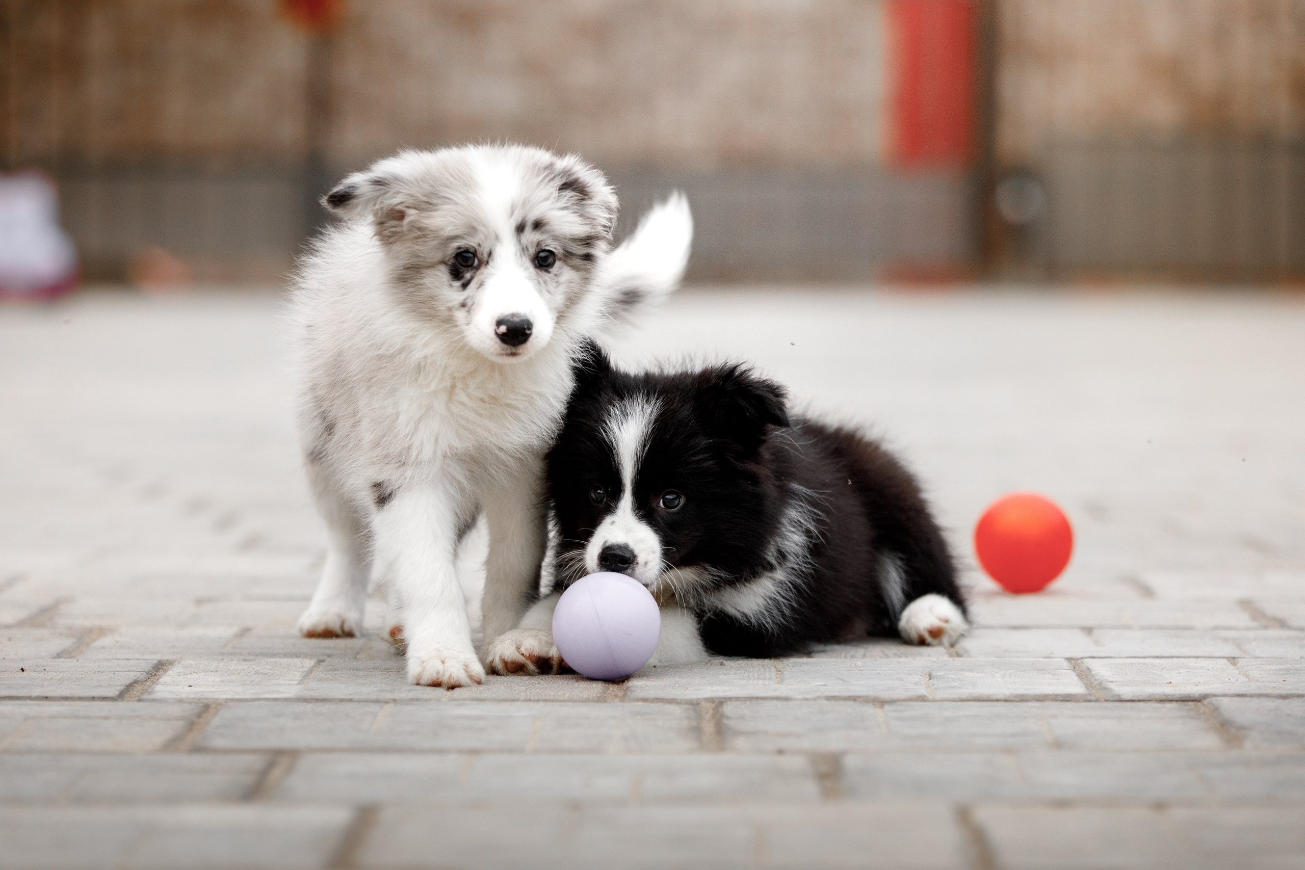 Болтовня в саду. О нас