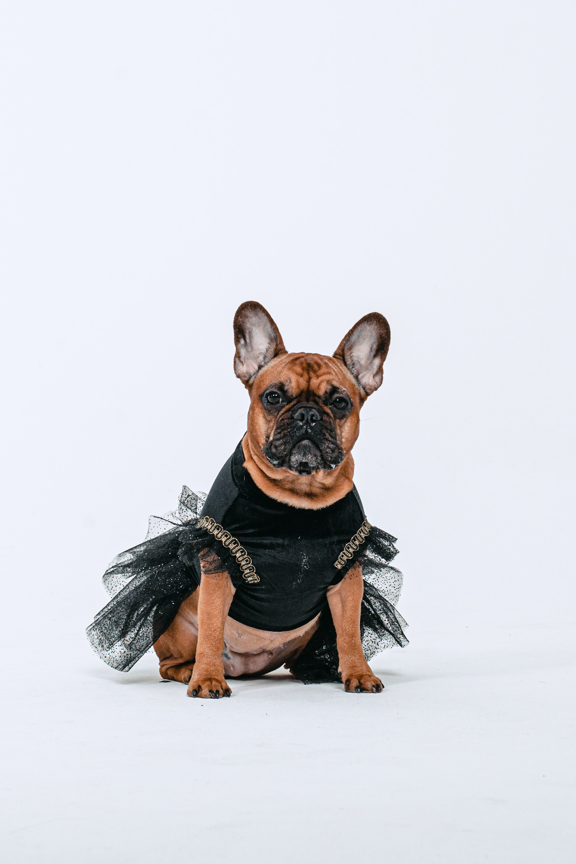 Пижамная вечеринка французских бульдогов и их хозяев. Фотограф-анималист Татьяна Степанова