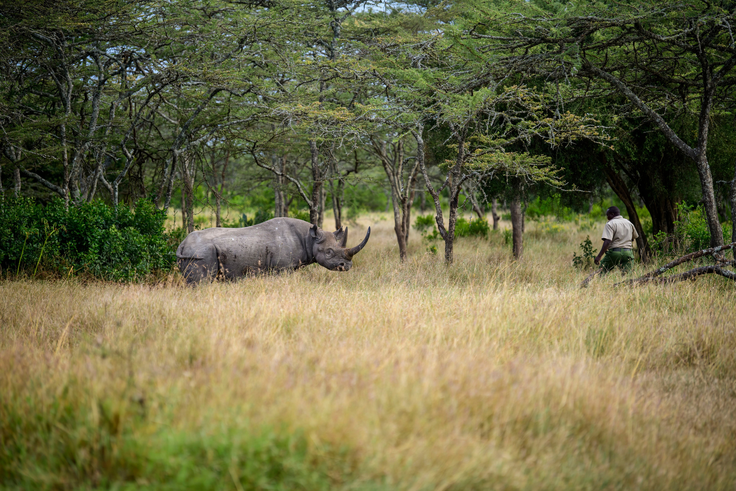 Кения. Wildlife photography by Sergey Puponin