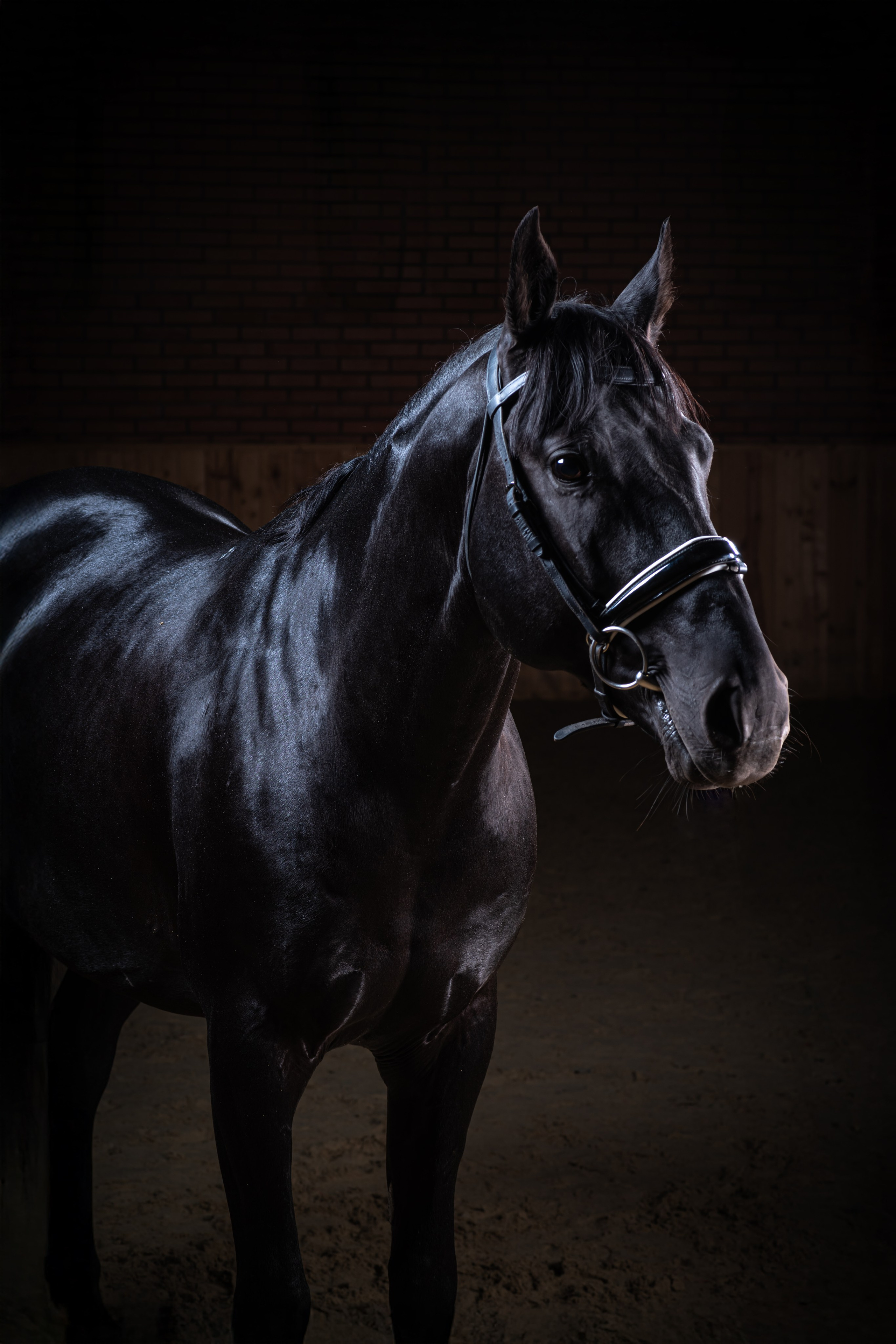 Фотосессия с животными в  Ростов-на-Дону