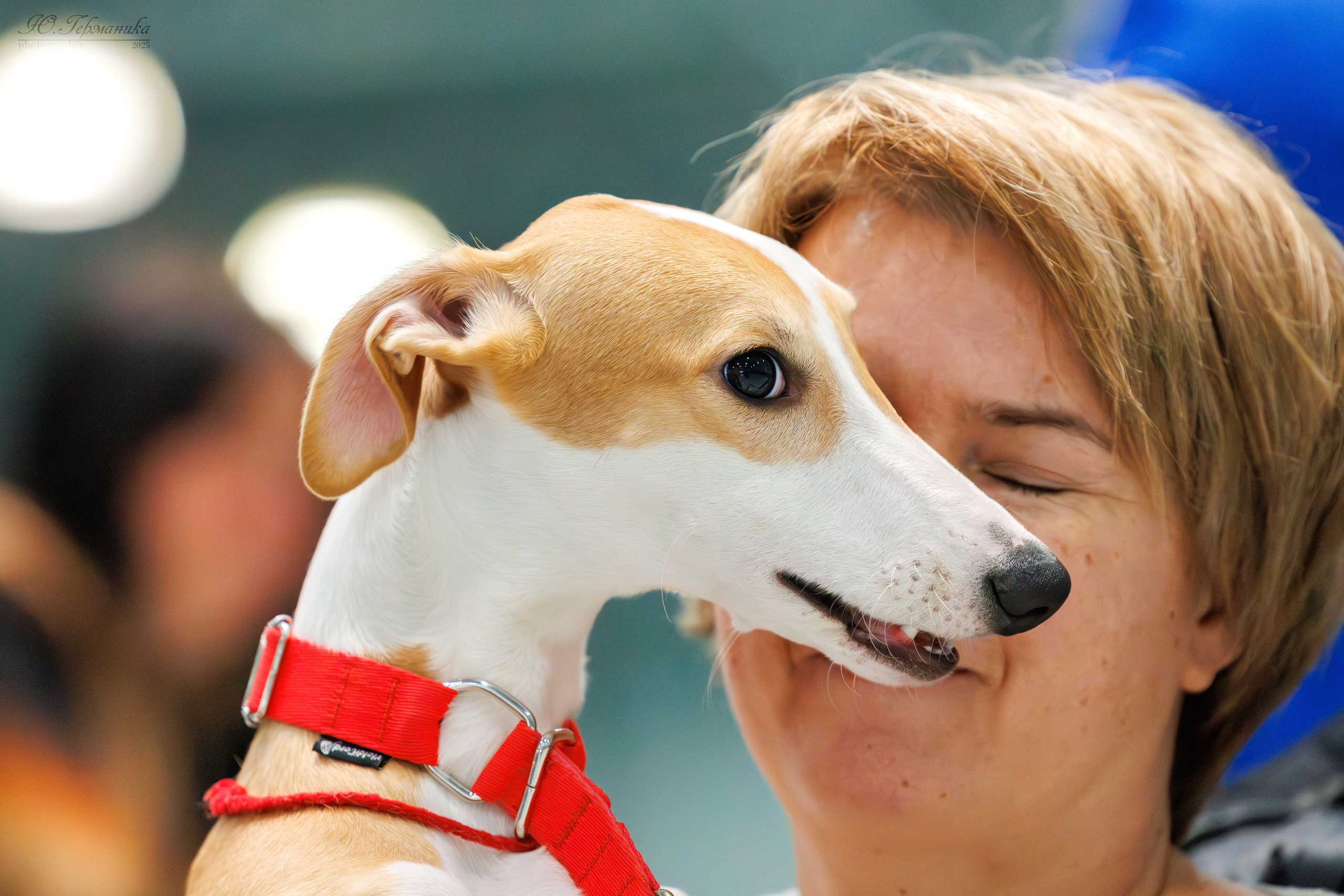 Питер ротвейлеры 18.01,Крокус 19.01.2025. Фотограф-анималист Юлия Германика