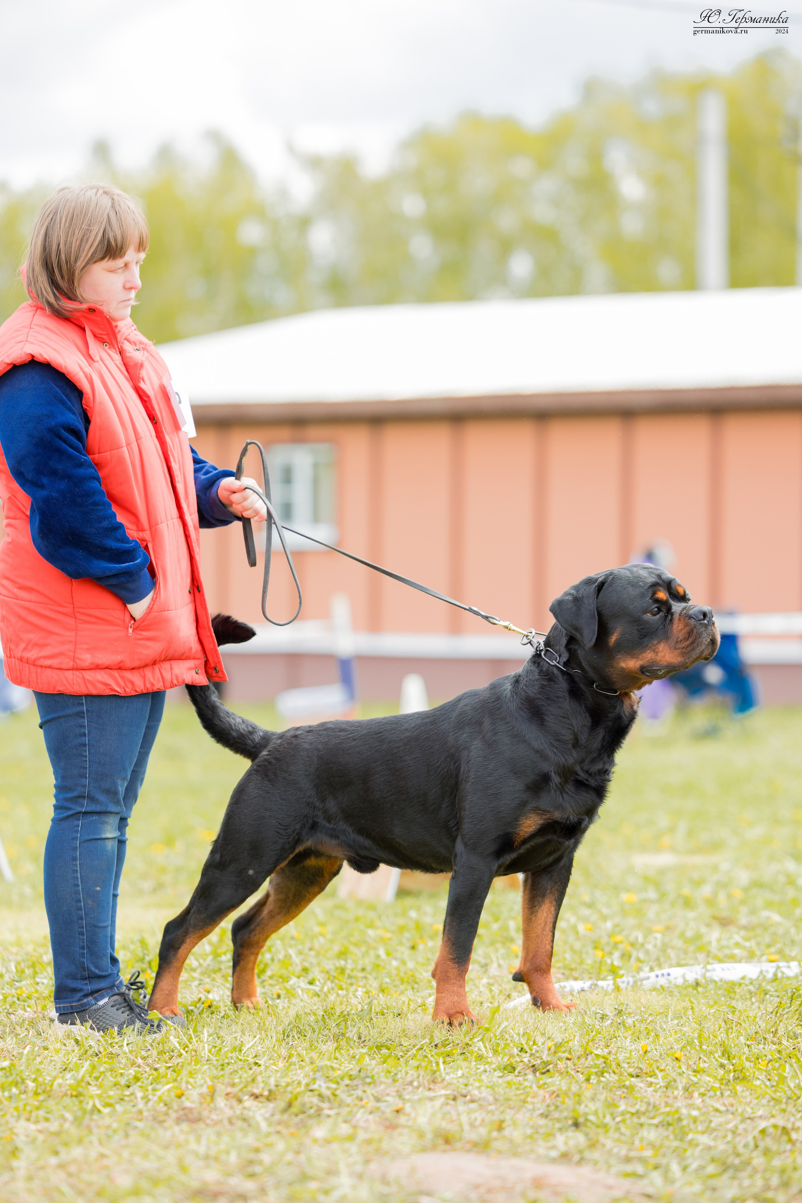 Нижний Новгород 11-12.05.2024 моно ротвейлеров. Фотограф-анималист Юлия Германика