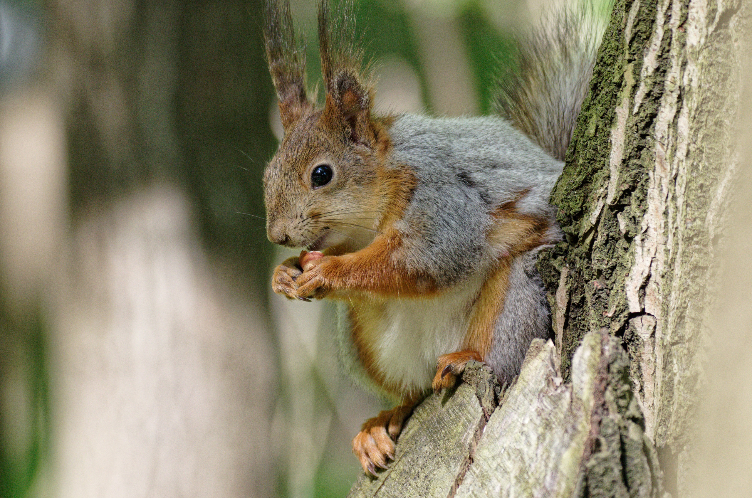 Шерсть, лапы, плавники. Семоха Валерий. Фотограф