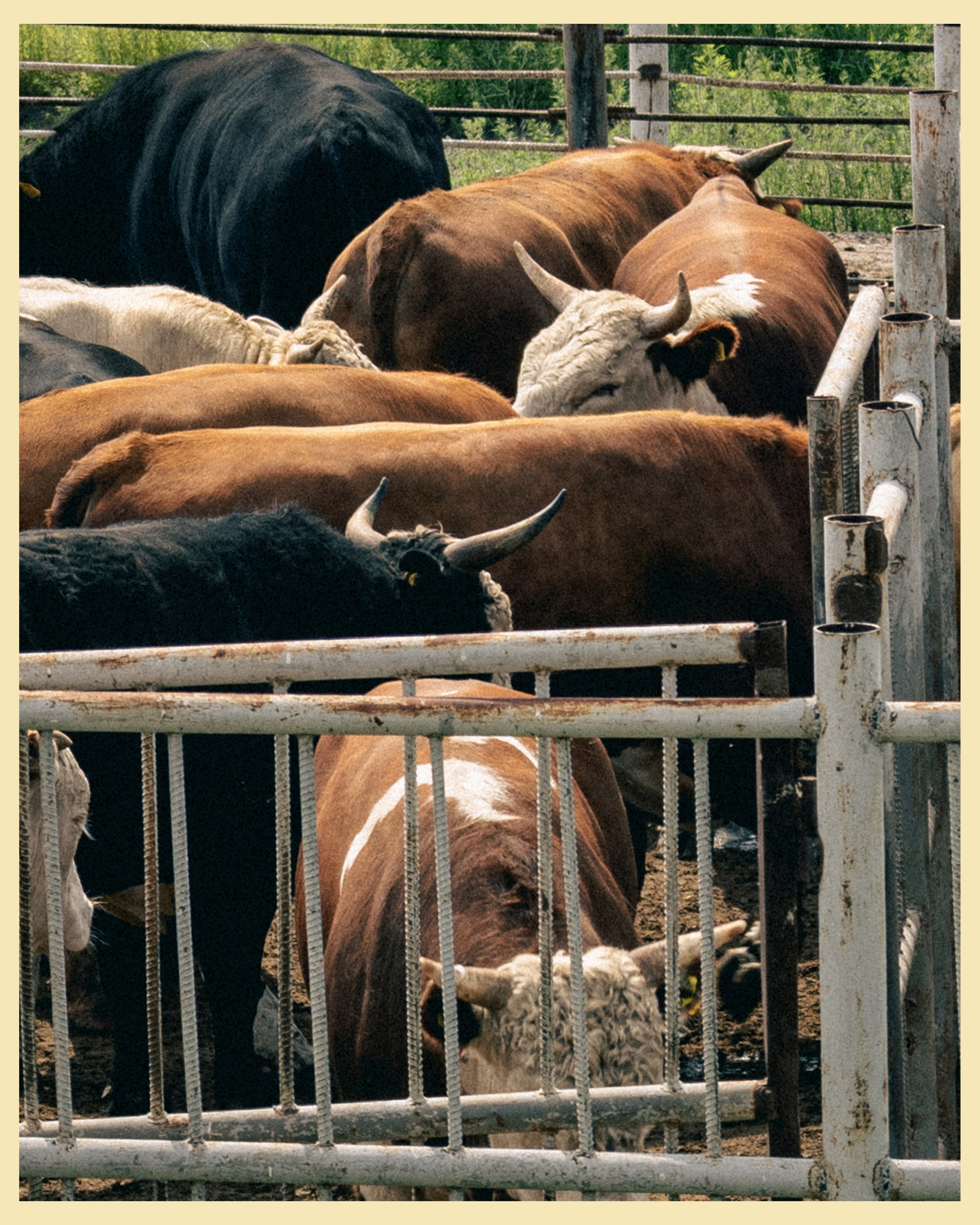 HBP x VANO. Ivan Petrov photographer