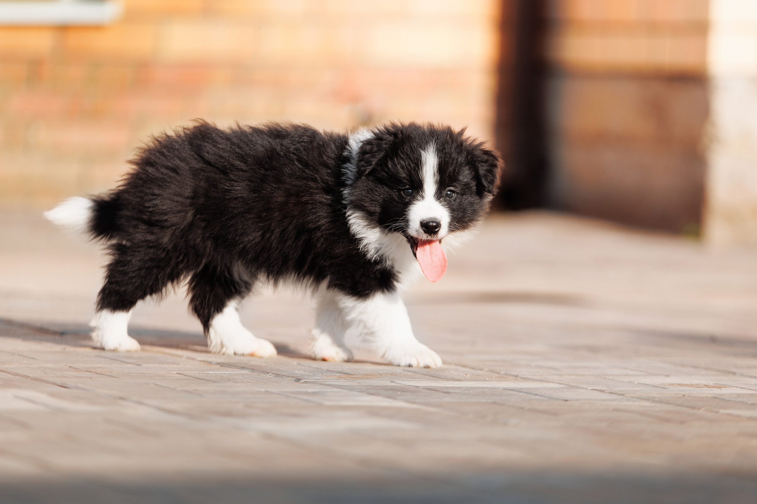 Пушистое. О нас