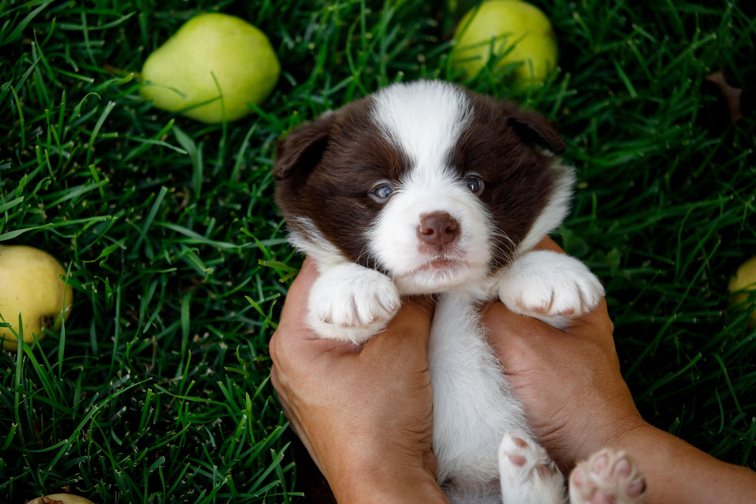 Смешарики. О нас