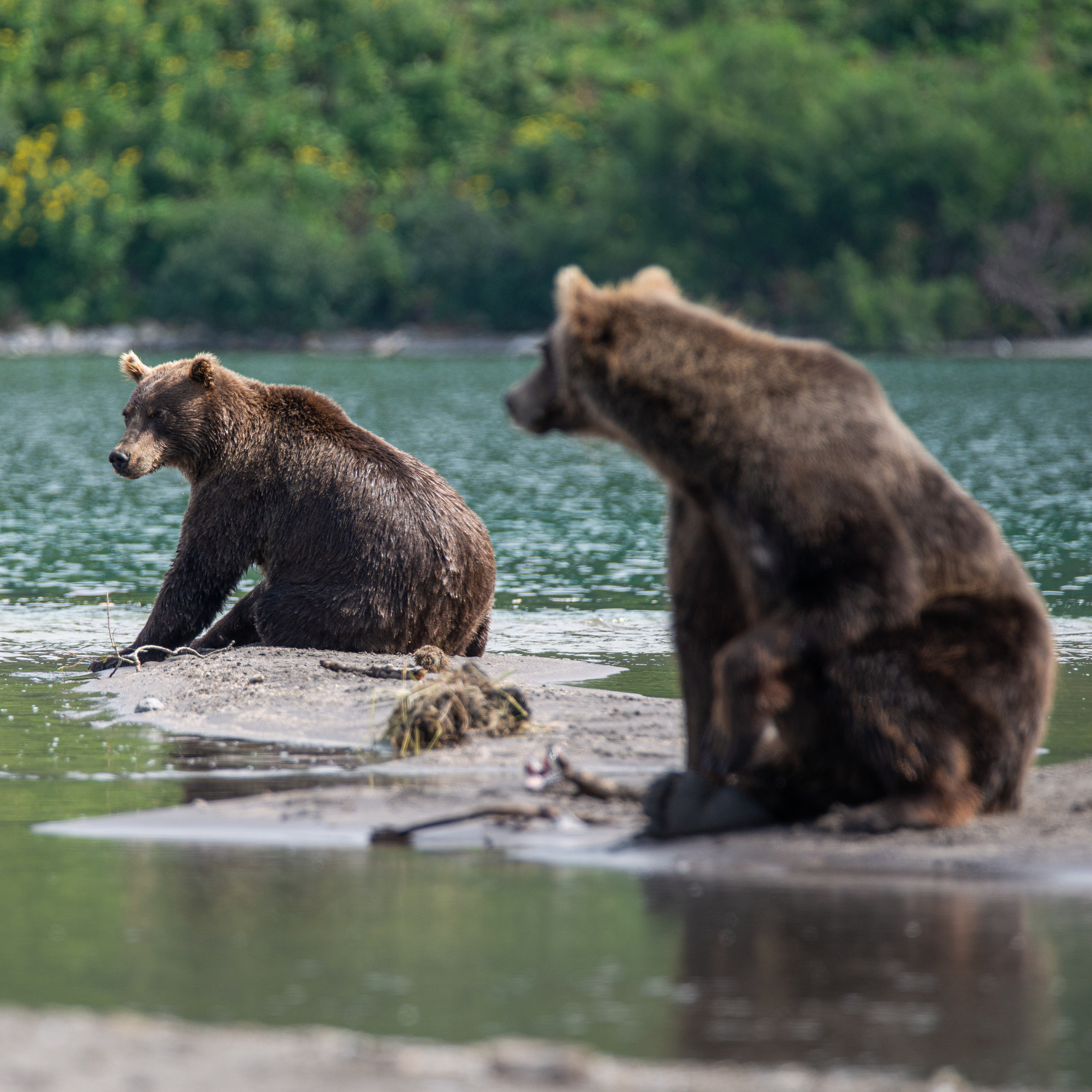 Камчатка — земля медведей. Игорь Иванко — Репортажный и событийный фотограф. Москва