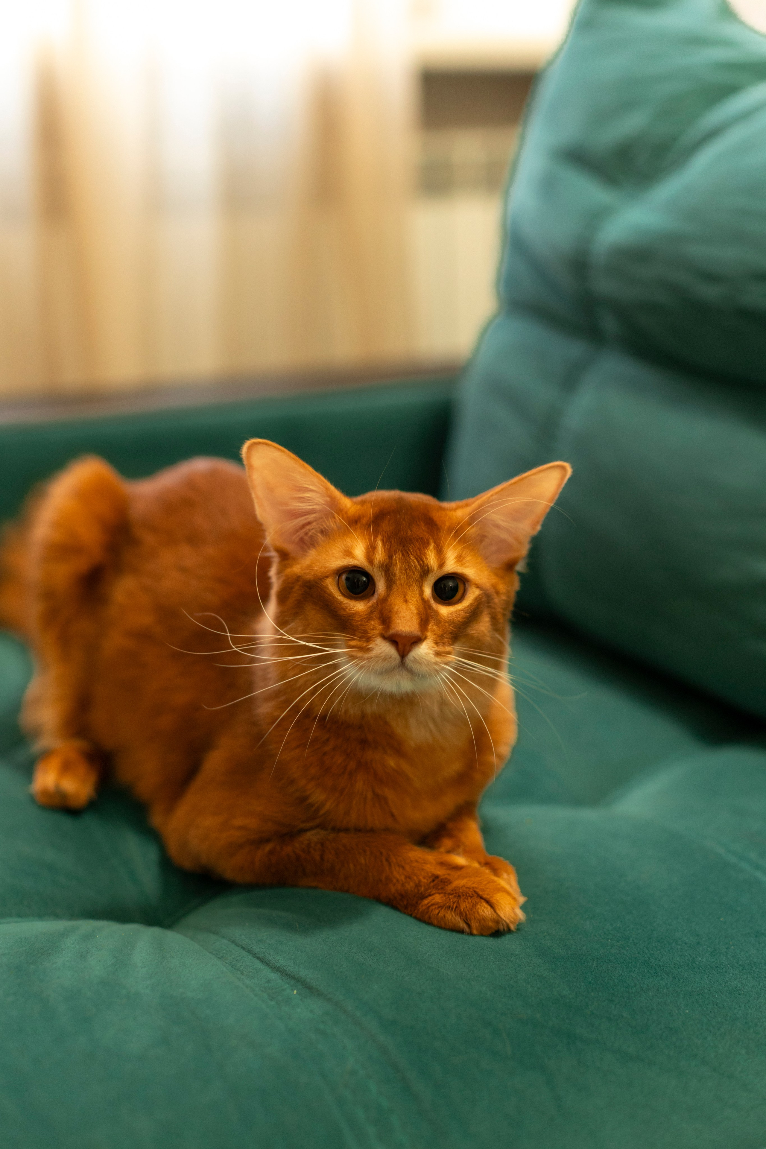 Сомали. Art my Pho