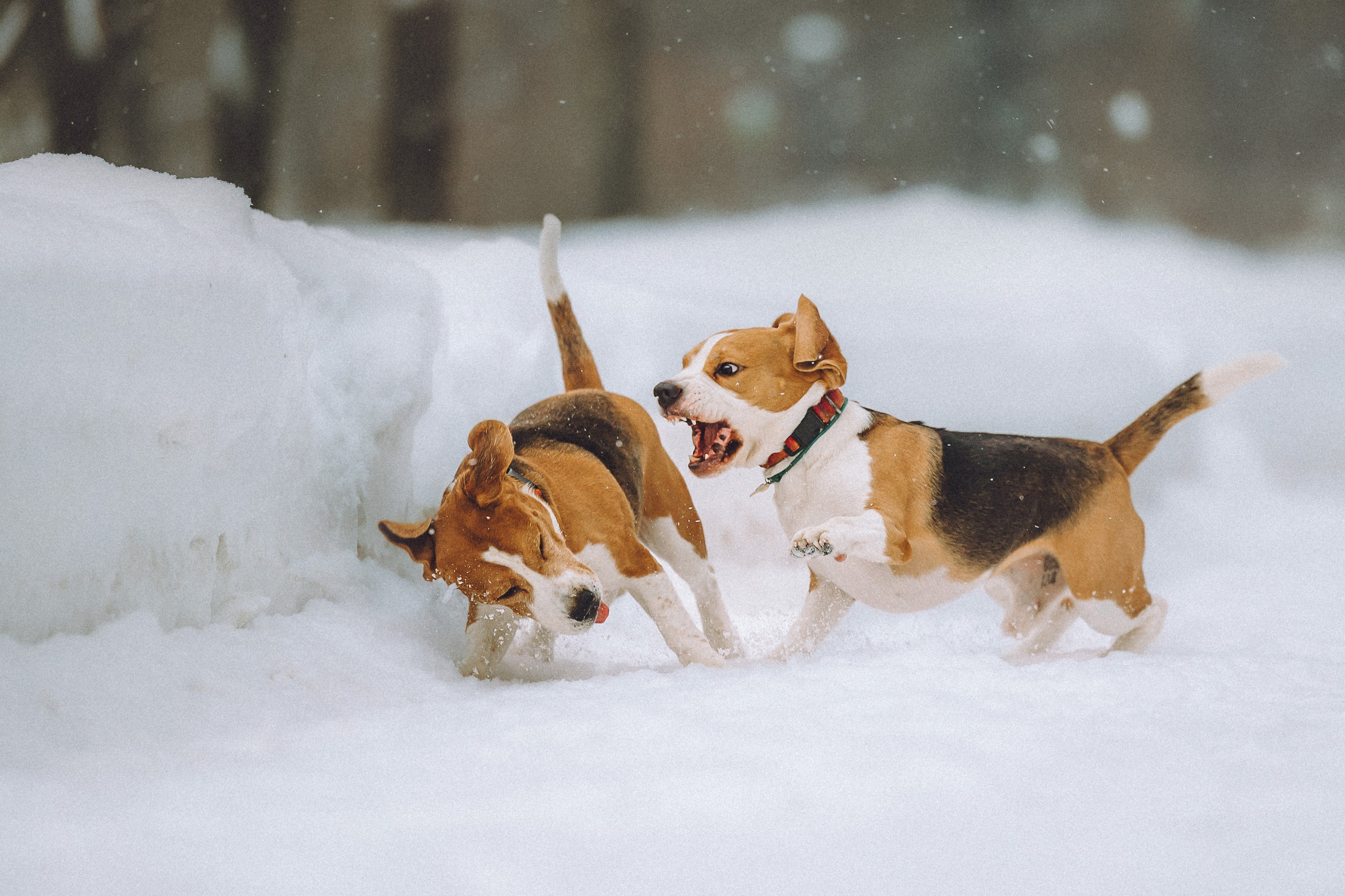 Роман, Портер и Коррес