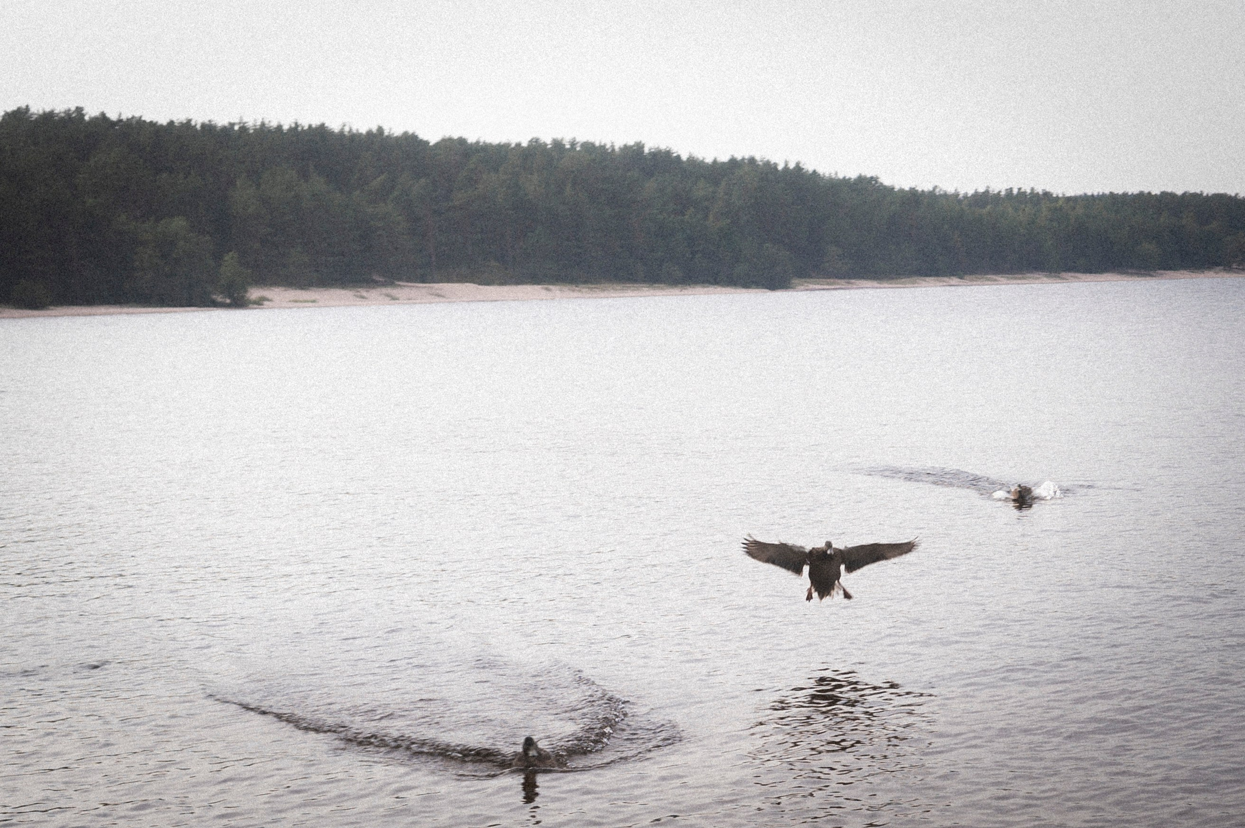 North 2024. Kartascheff