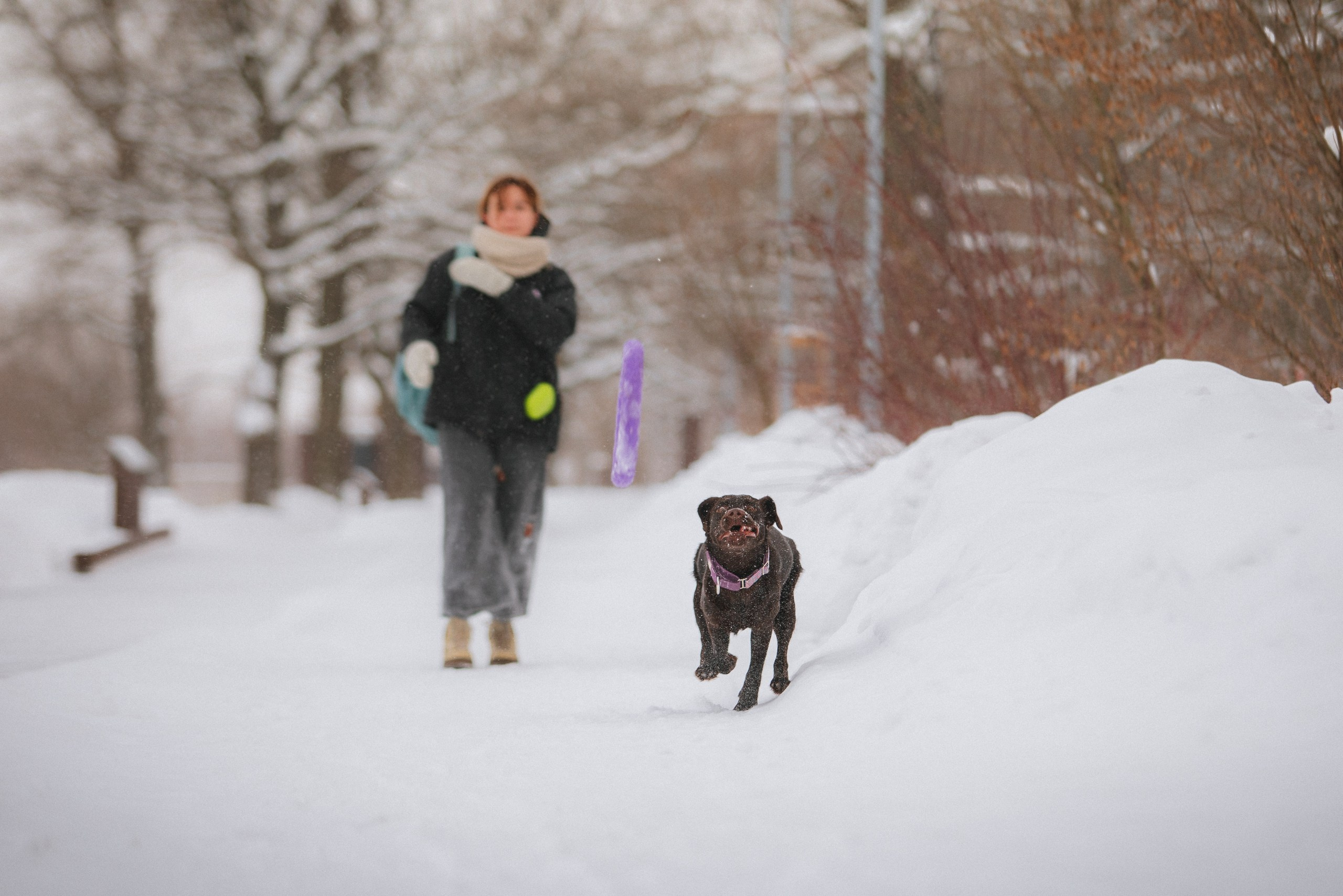 Йоло и Акира. Фотограф анималист Кузнецова Анна Нижний Новгород